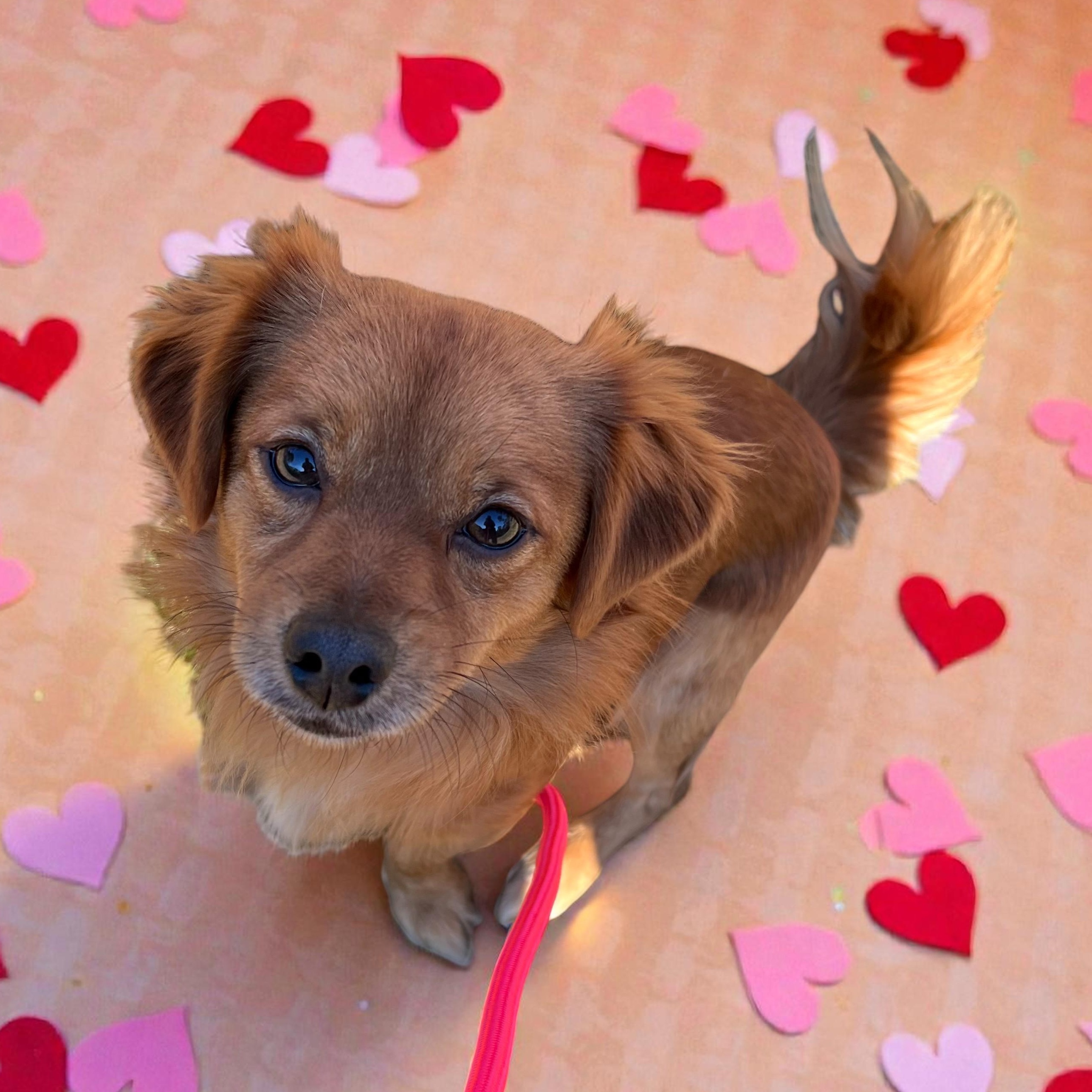 Enlarge Hank, an adopted mixed breed in Cedar Mountain, NC image 5/6