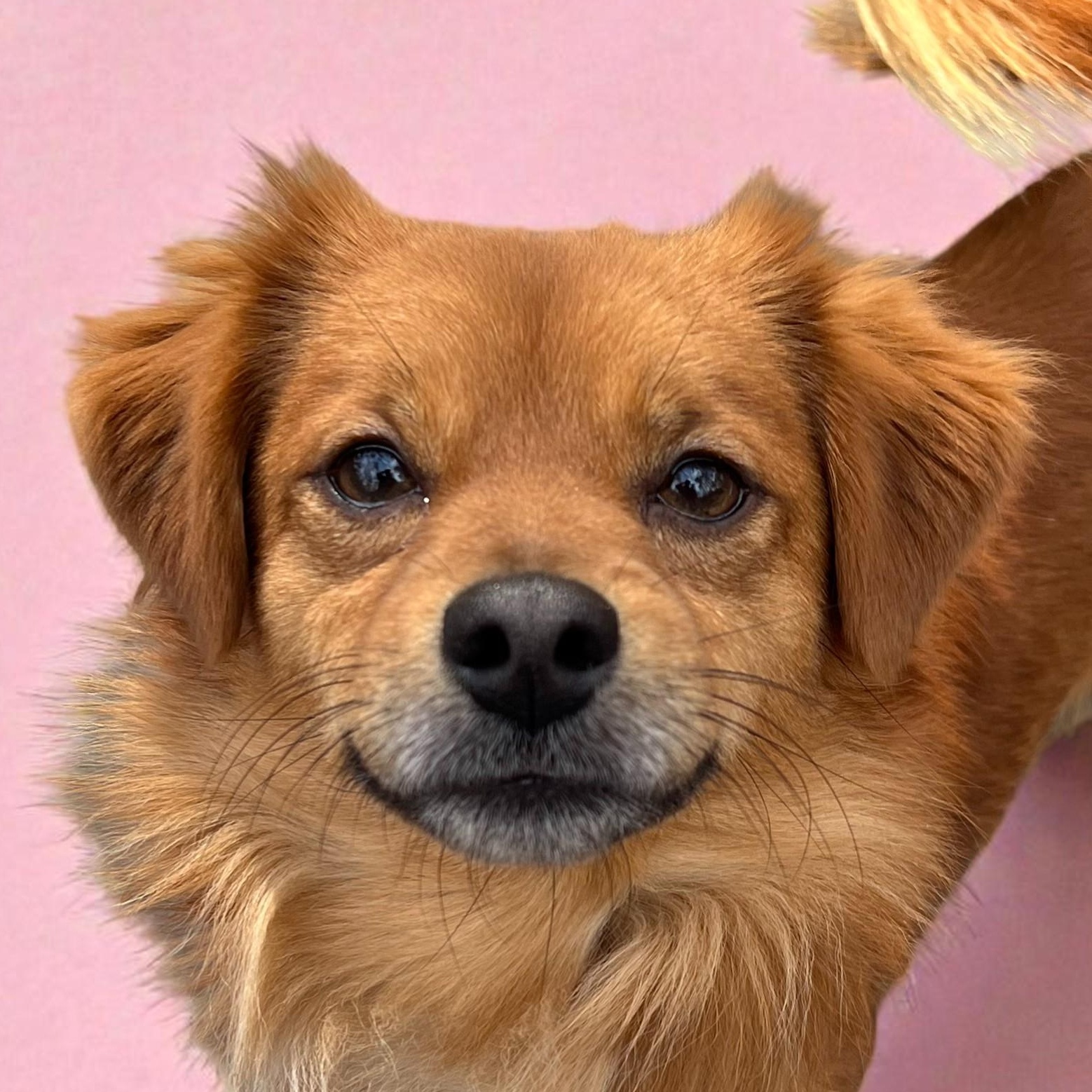 Enlarge Hank, an adopted mixed breed in Cedar Mountain, NC image 1/6