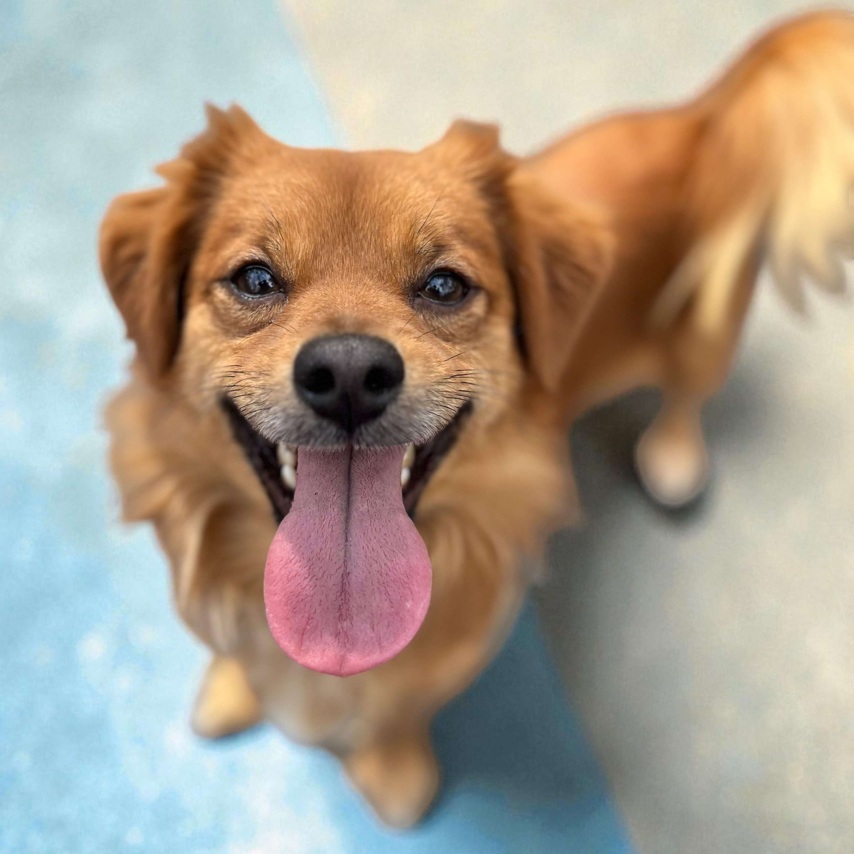 Enlarge Hank, an adopted mixed breed in Cedar Mountain, NC image 6/6
