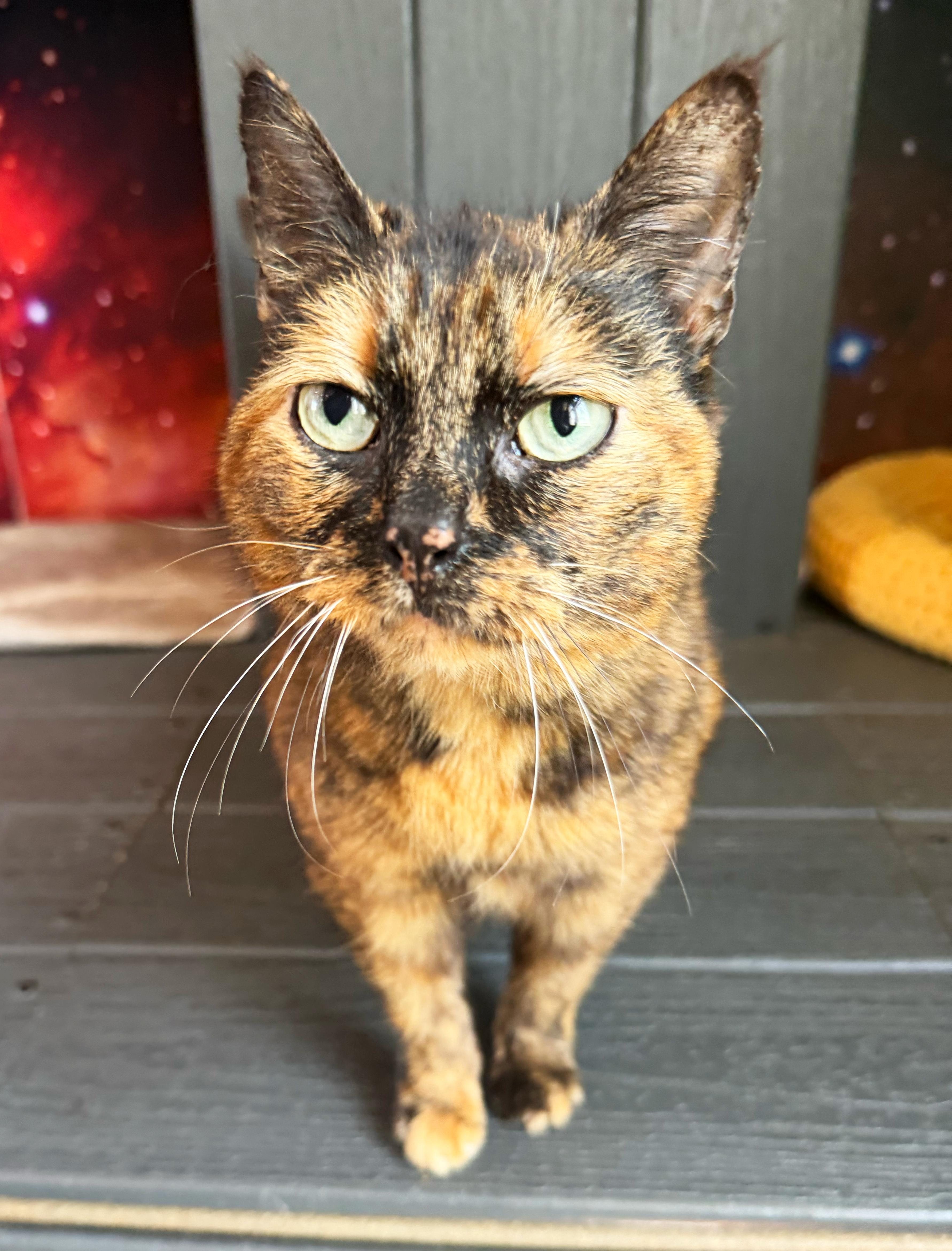Chickadee, ADOPTABLE, Senior Female Domestic Short Hair.