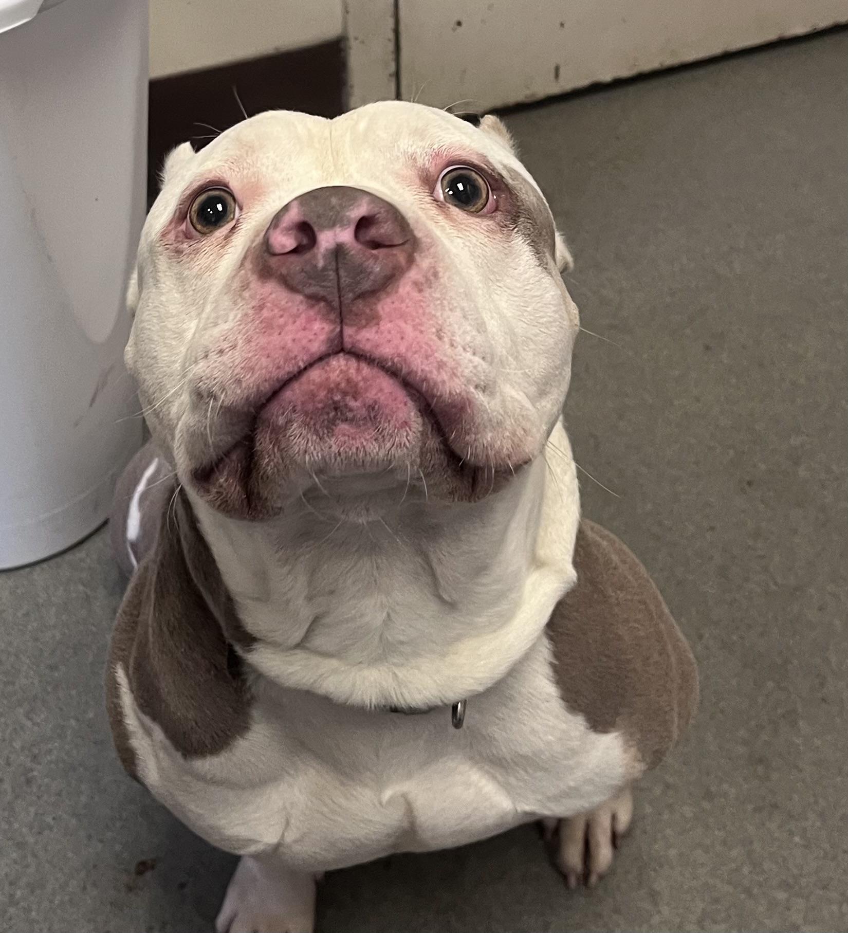 Trebble , a ADOPTABLE American Bully in Buffalo, NY image 5/6
