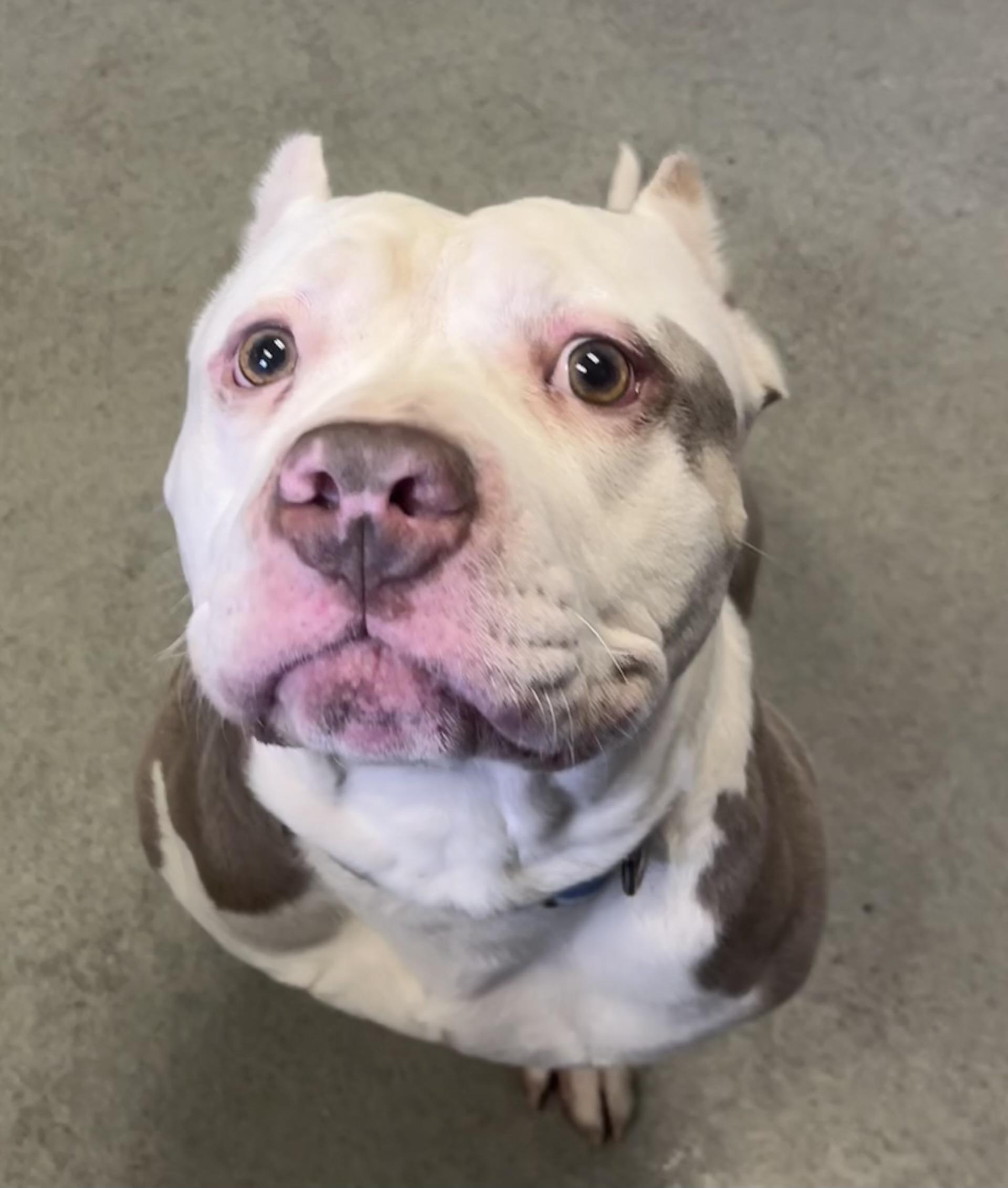 Trebble , a ADOPTABLE American Bully in Buffalo, NY image 3/6