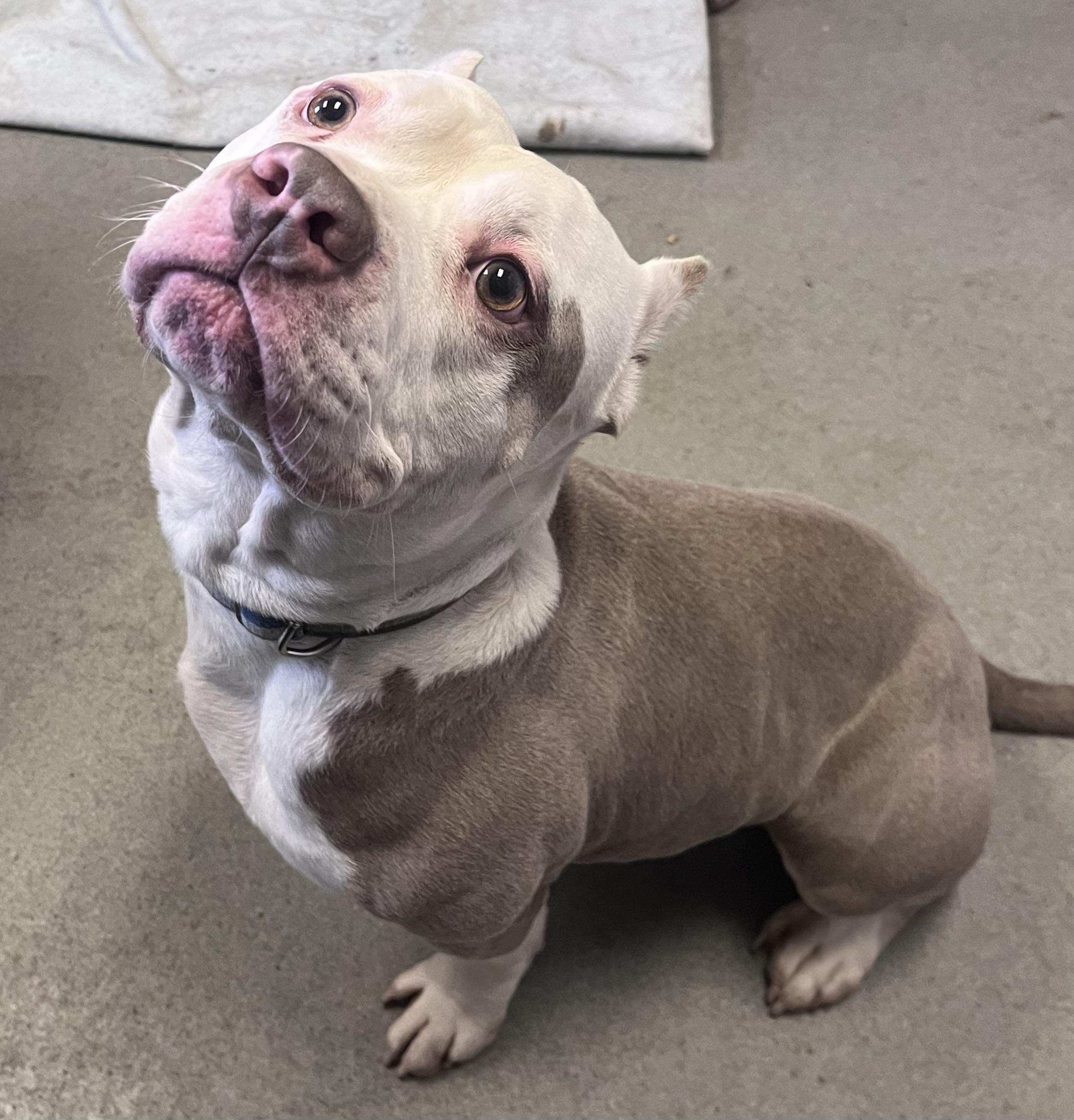 Trebble , ADOPTABLE, Adult Male American Bully.
