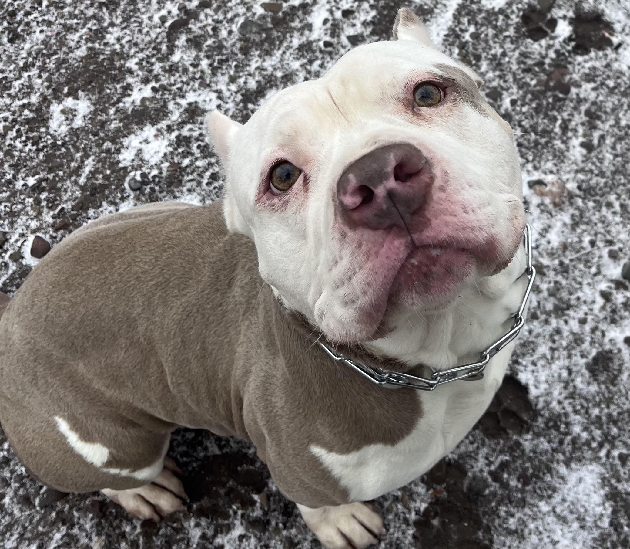 Trebble , a ADOPTABLE American Bully in Buffalo, NY image 4/6