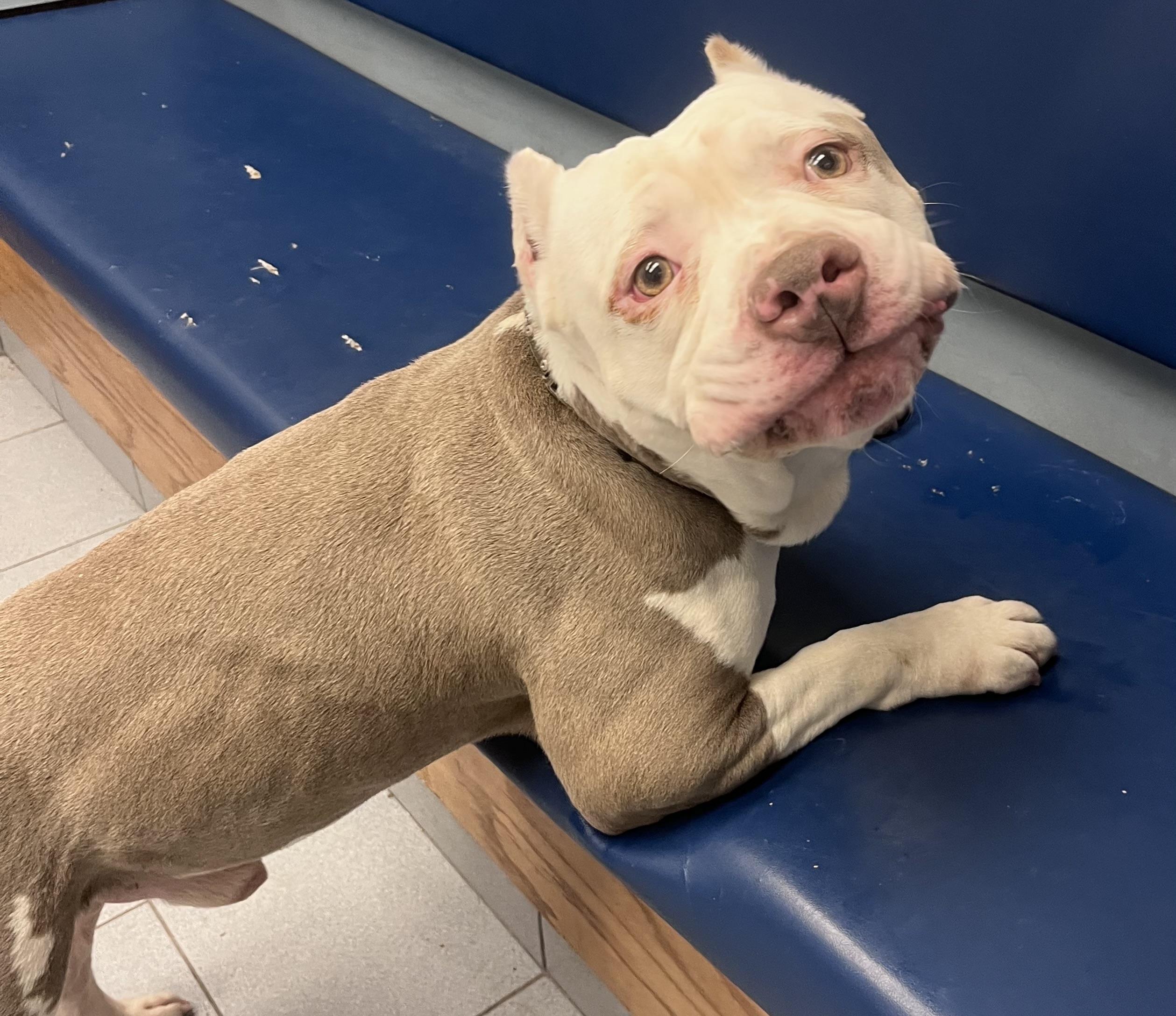Trebble , a ADOPTABLE American Bully in Buffalo, NY image 6/6