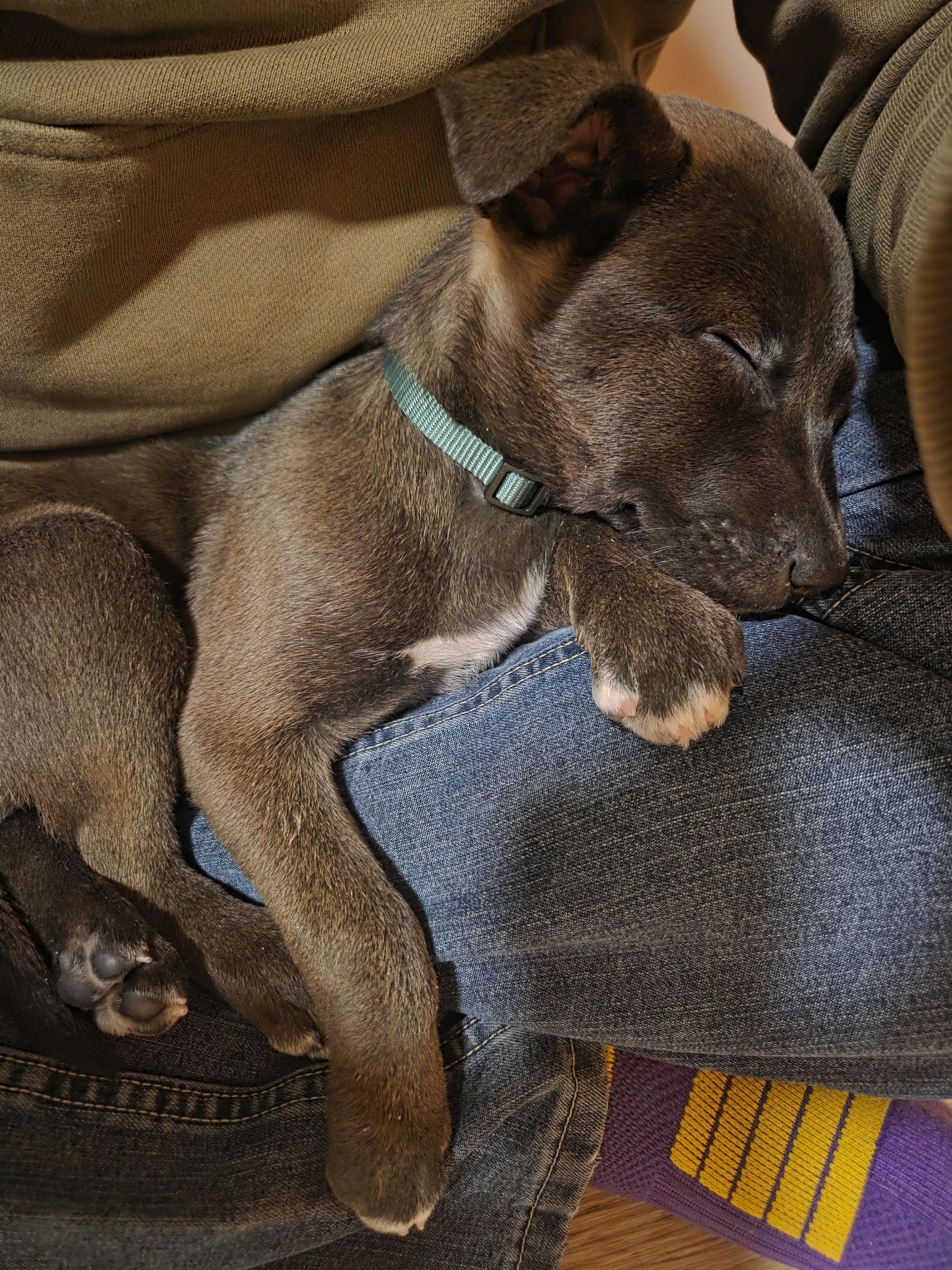 Zamboni, Adopted, Puppy Male Terrier.