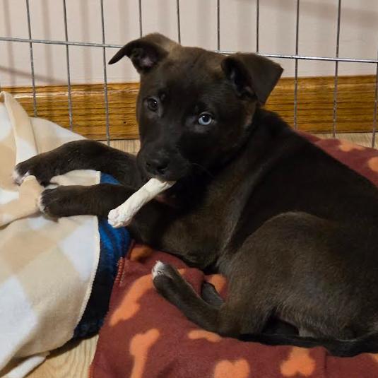 Enlarge Zamboni, a Adopted Terrier in Brooklyn Center, MN image 2/2
