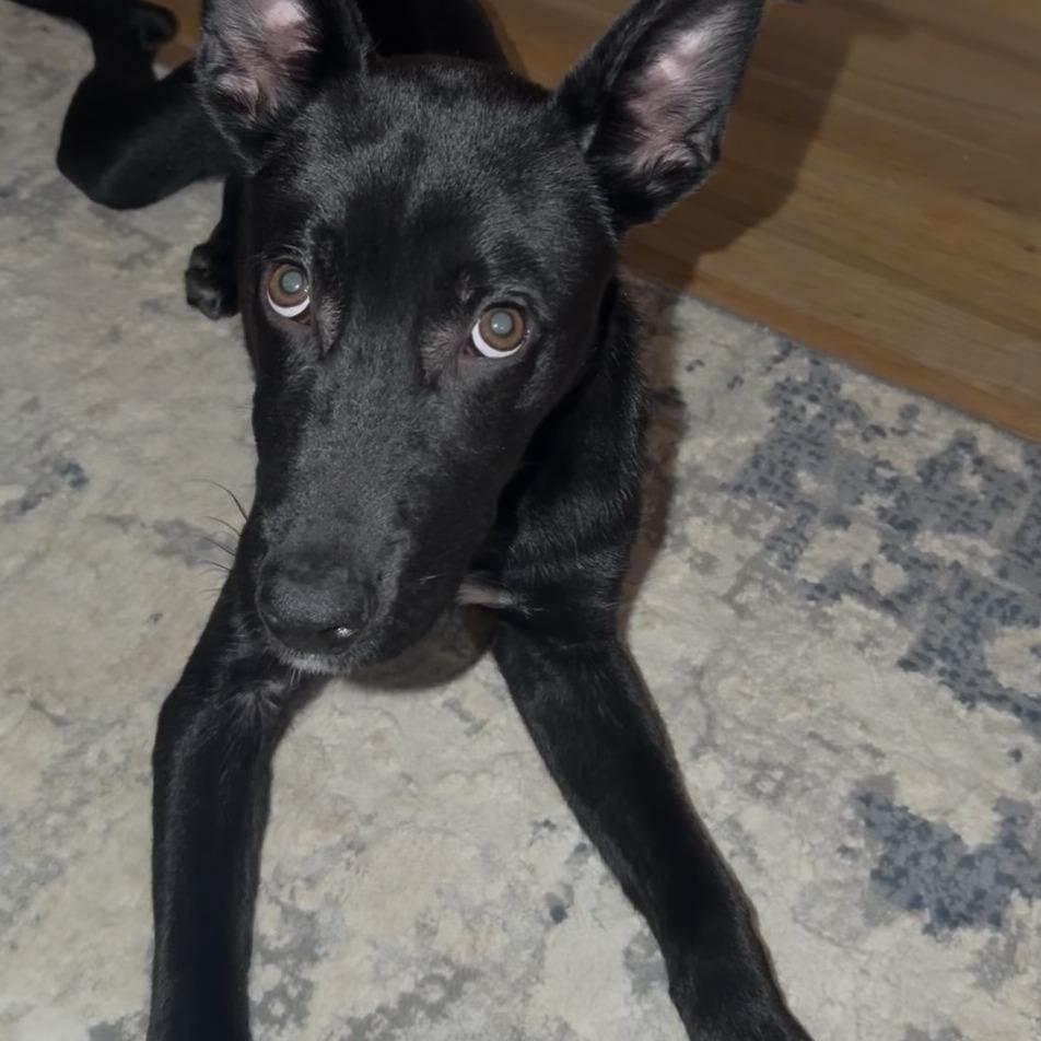 Enlarge Shadow, a Adoptable mixed breed in Pine Mountain, GA image 1/1