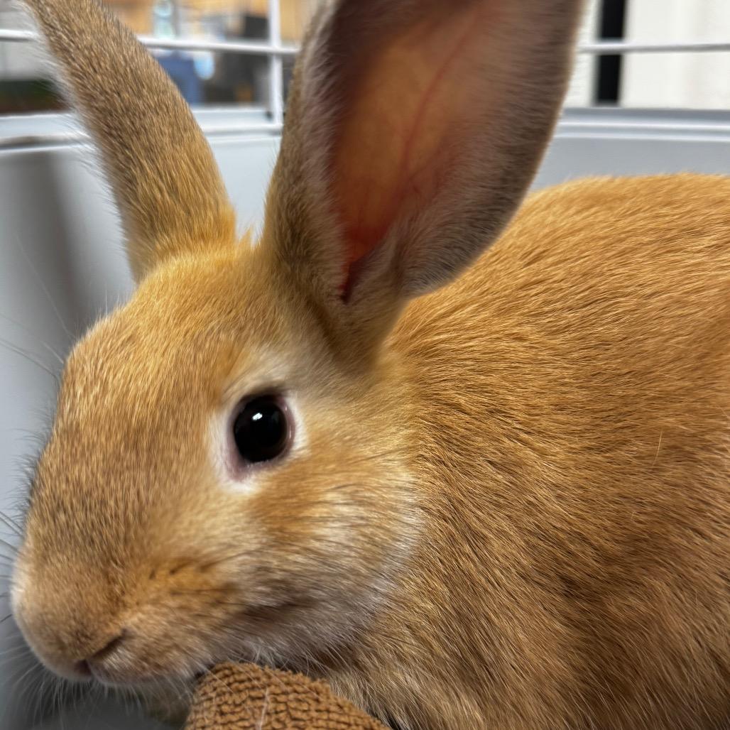 Babbity Rabbity, Adoptable, Baby Female American.