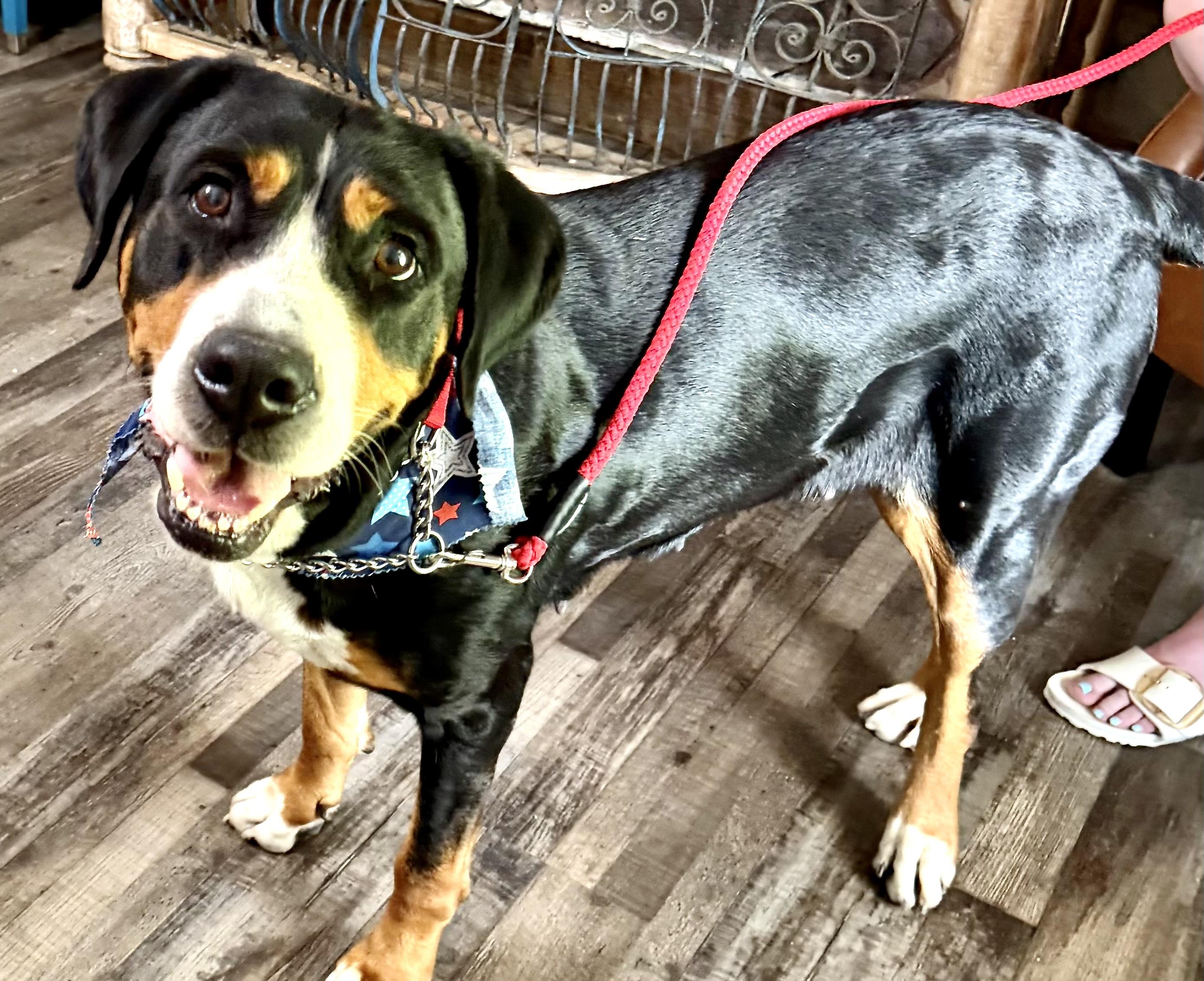 Enlarge Charlotte Web, an adoption pending Greater Swiss Mountain Dog in Woburn, MA image 4/6