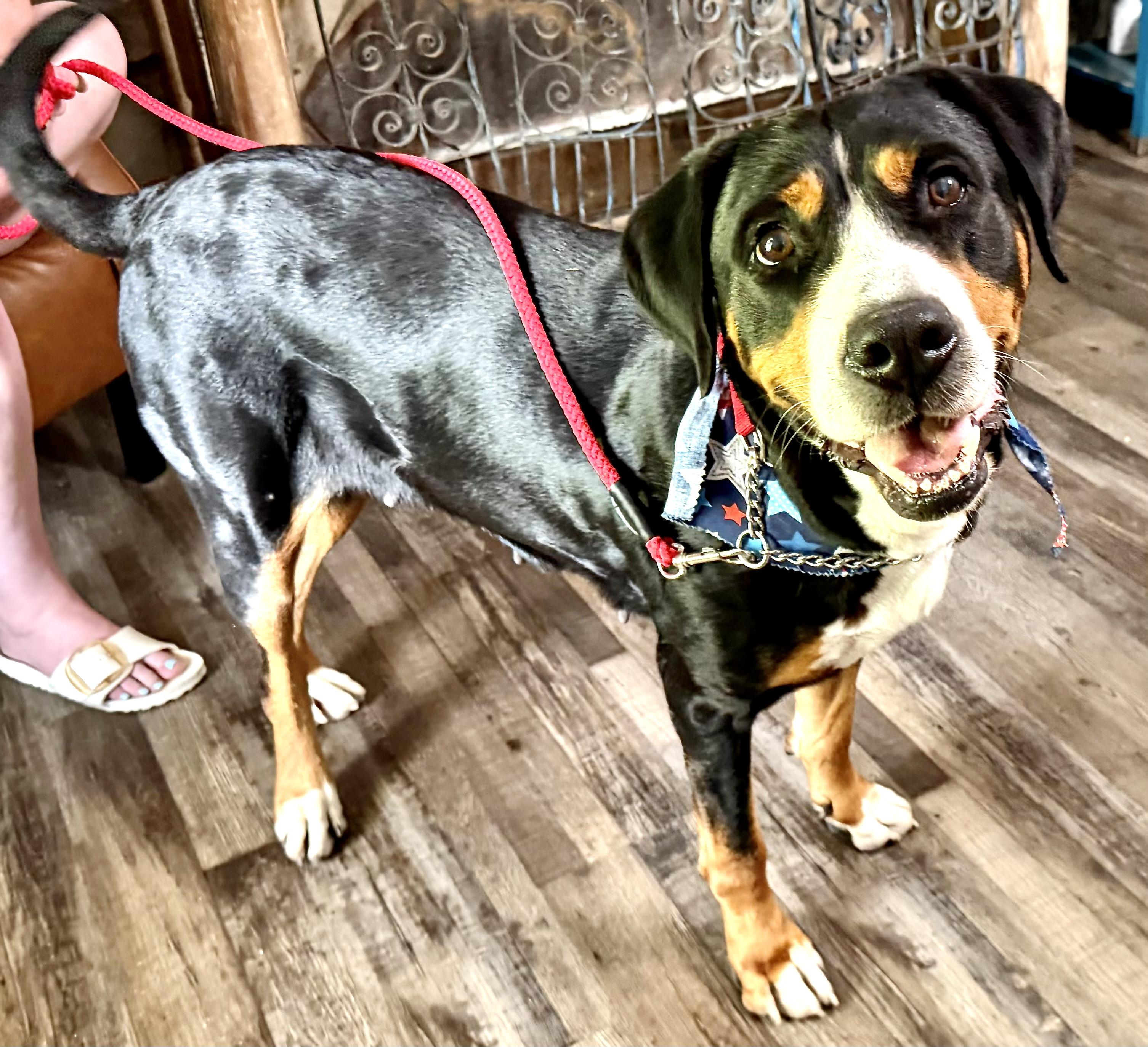 Enlarge Charlotte Web, an adoption pending Greater Swiss Mountain Dog in Woburn, MA image 5/6