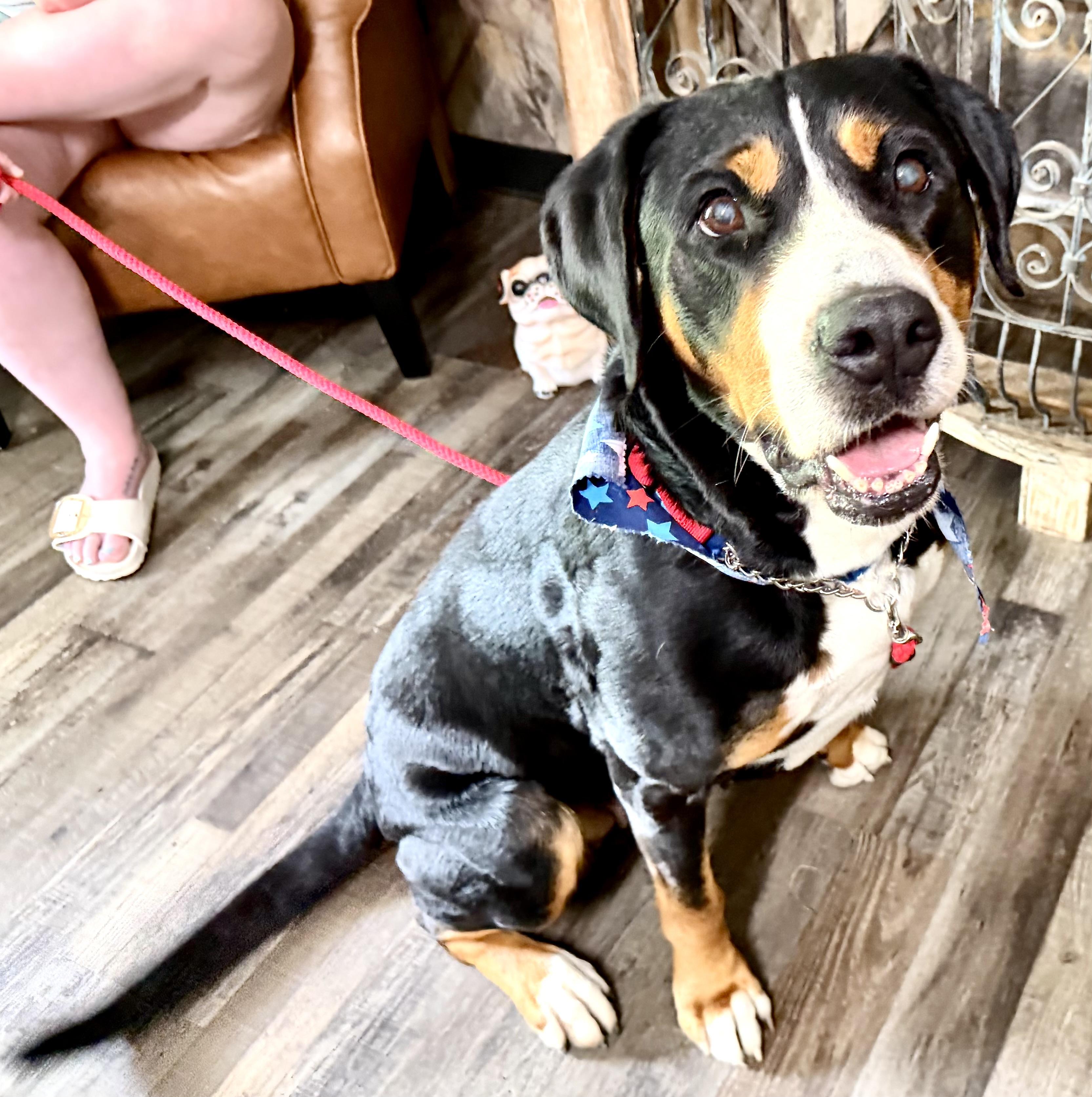 Enlarge Charlotte Web, an adoption pending Greater Swiss Mountain Dog in Woburn, MA image 6/6
