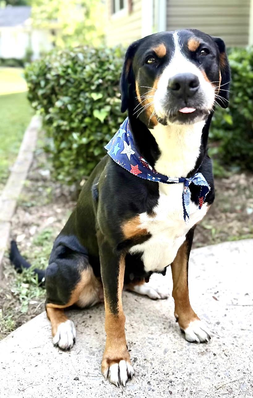 Enlarge Charlotte Web, an adoption pending Greater Swiss Mountain Dog in Woburn, MA image 2/6