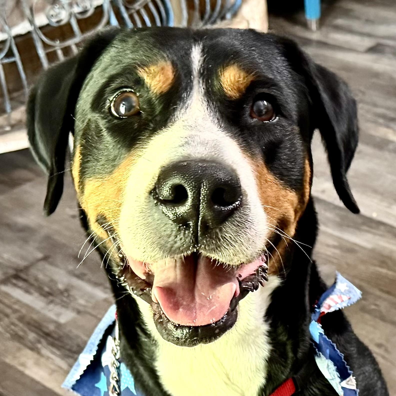 Enlarge Charlotte Web, an adoption pending Greater Swiss Mountain Dog in Woburn, MA image 1/6