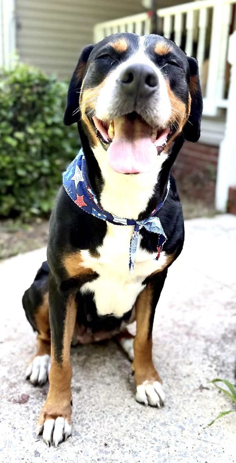 Enlarge Charlotte Web, an adoption pending Greater Swiss Mountain Dog in Woburn, MA image 3/6
