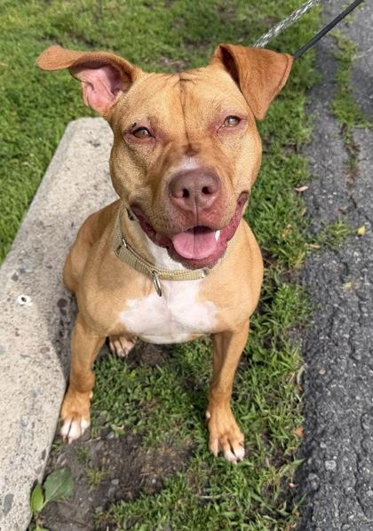 Enlarge Rosetta, a Adoptable Mixed Breed in Clarks Summit, PA image 1/1