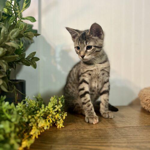 Shade, Adoptable, Kitten Male Domestic Short Hair.