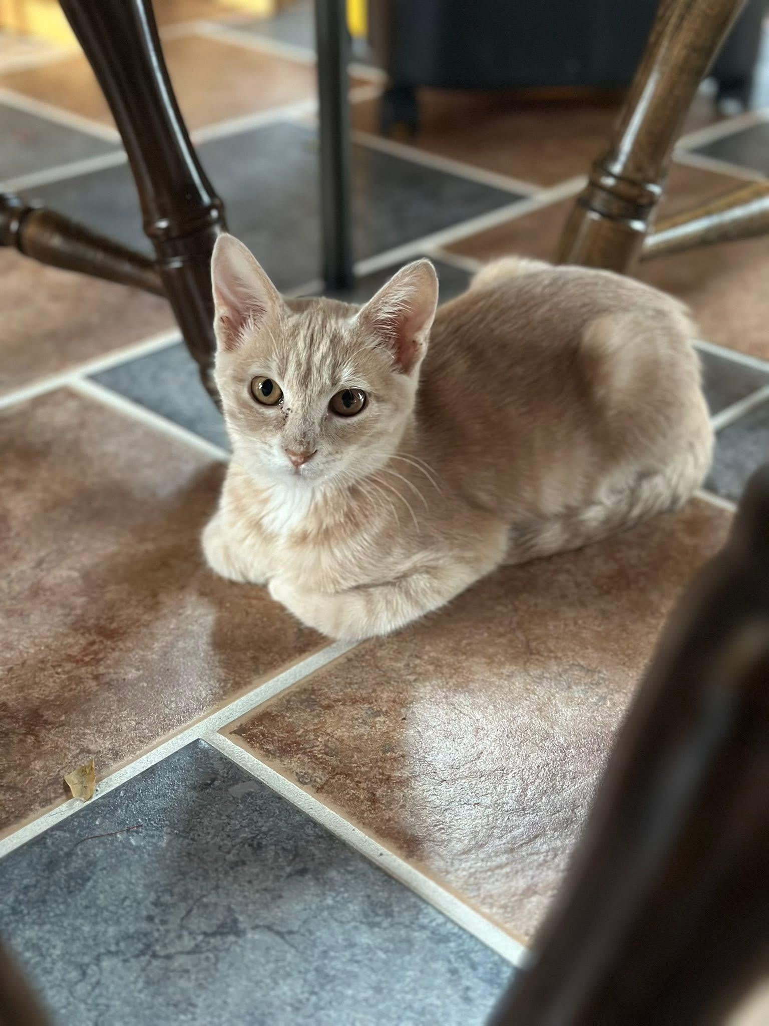 Amy Farrah Fowler, Adoptable, Kitten Female Domestic Short Hair.