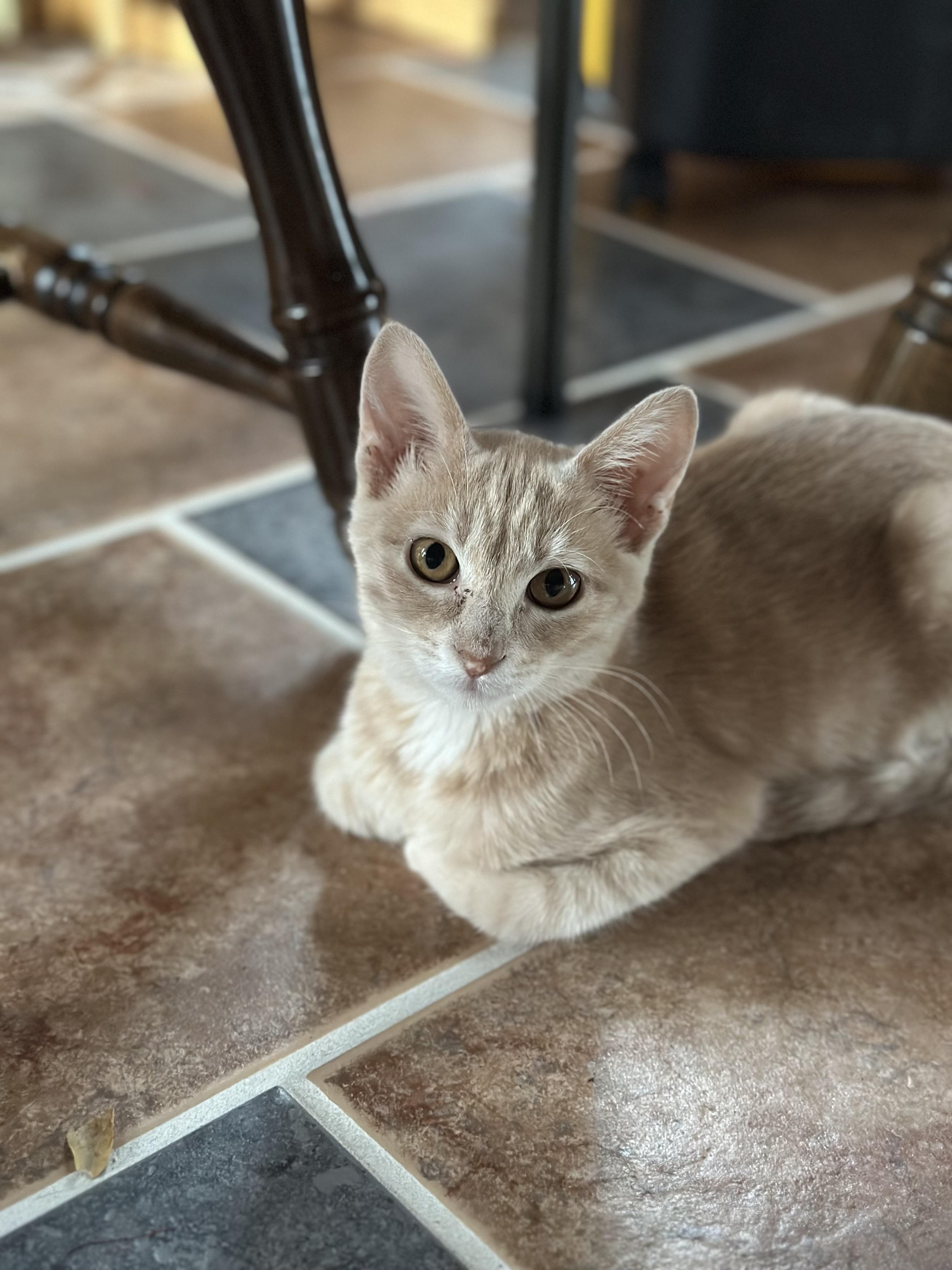 Enlarge Amy Farrah Fowler, a Adoptable Domestic Short Hair in Faribault, MN image 2/2