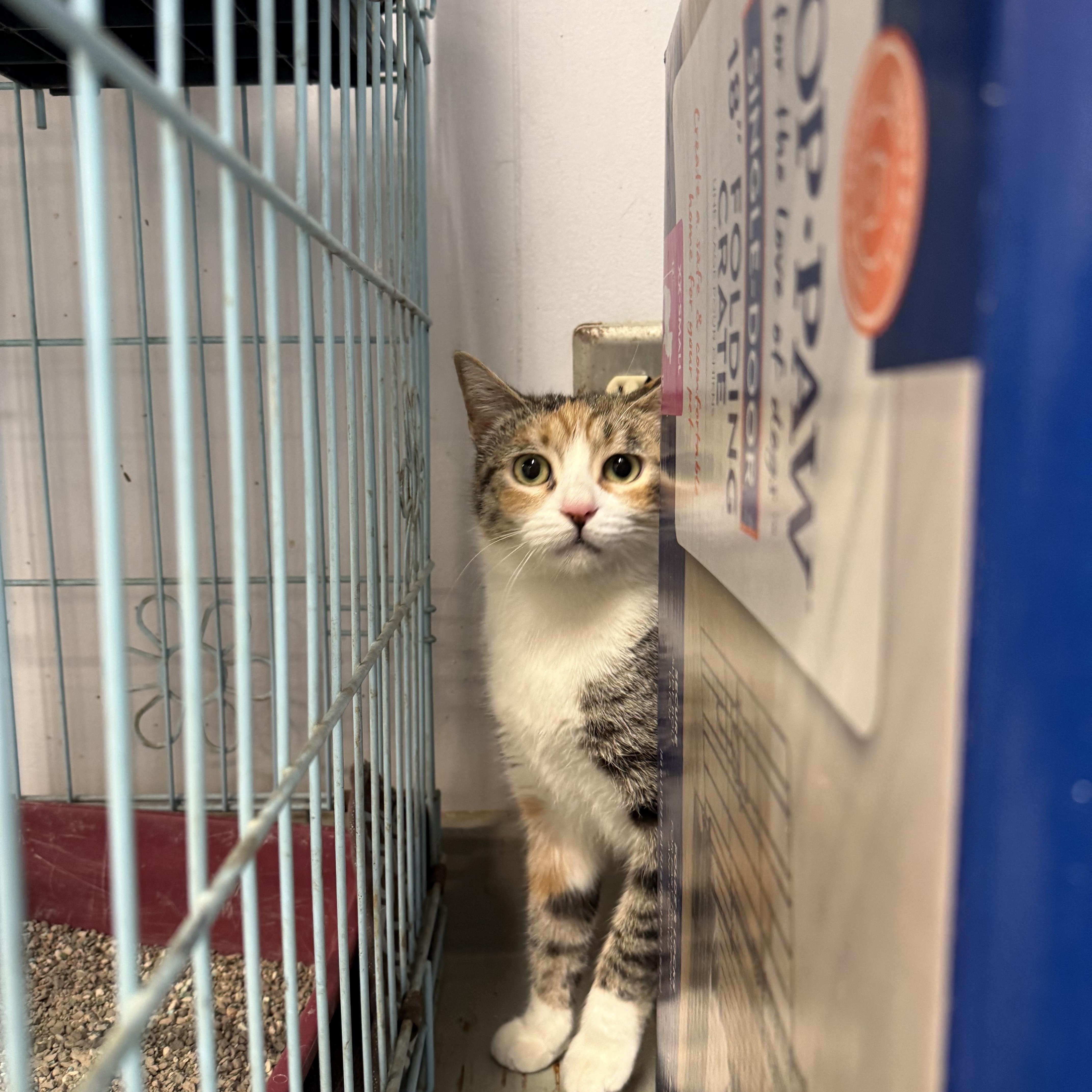 Enlarge Calliope, an adopted Domestic Short Hair in Plano, TX image 4/5