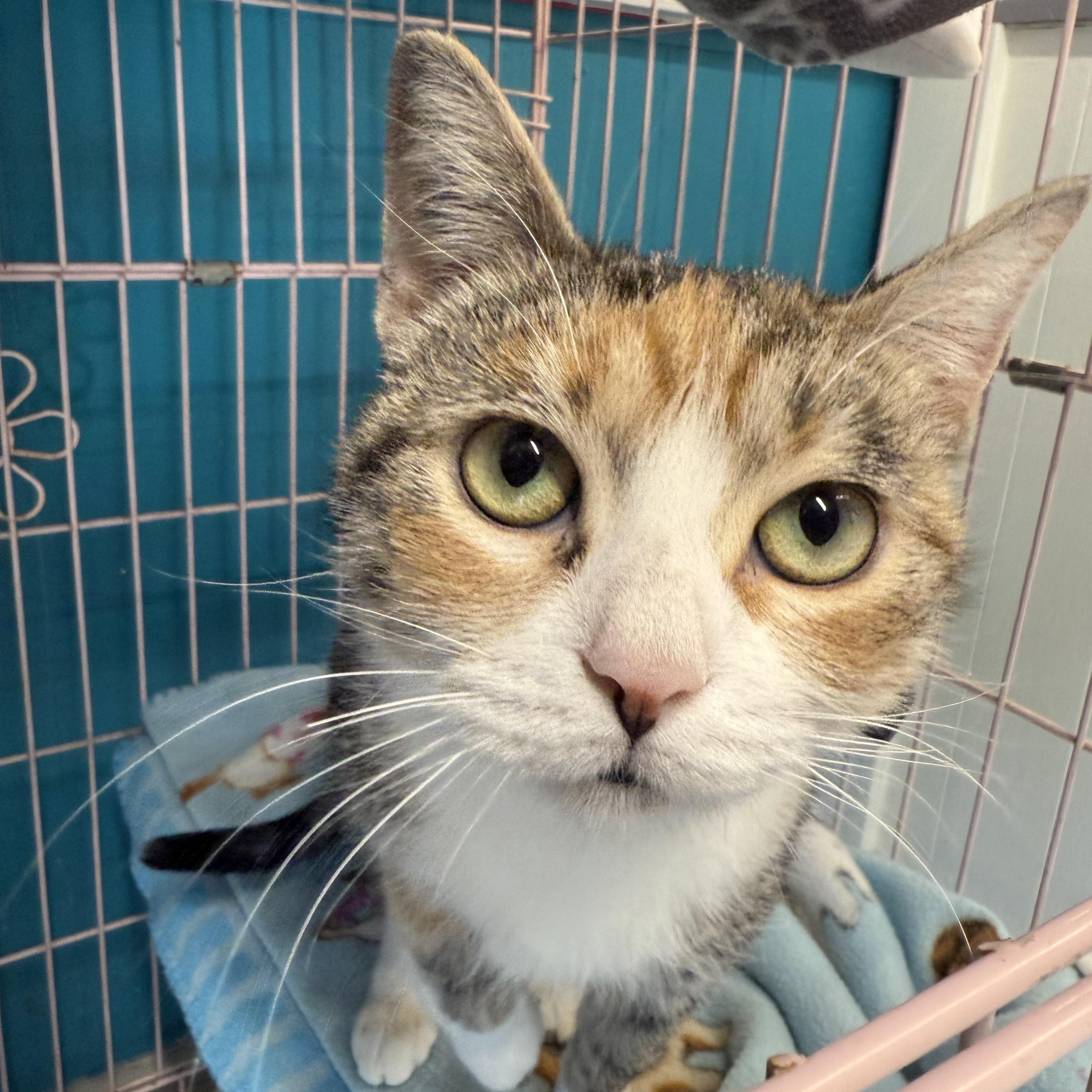 Enlarge Calliope, an adopted Domestic Short Hair in Plano, TX image 2/5