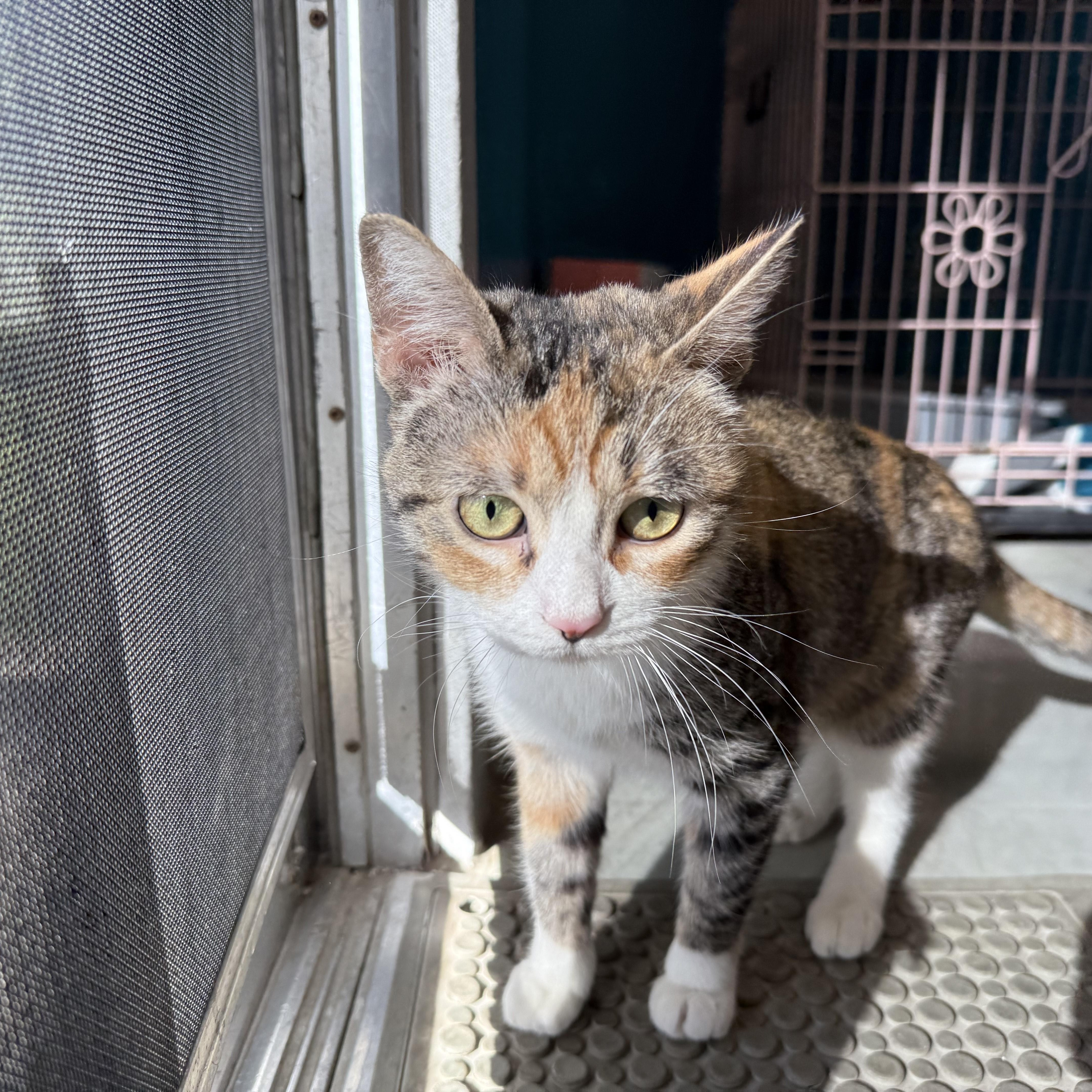 Enlarge Calliope, an adopted Domestic Short Hair in Plano, TX image 3/5