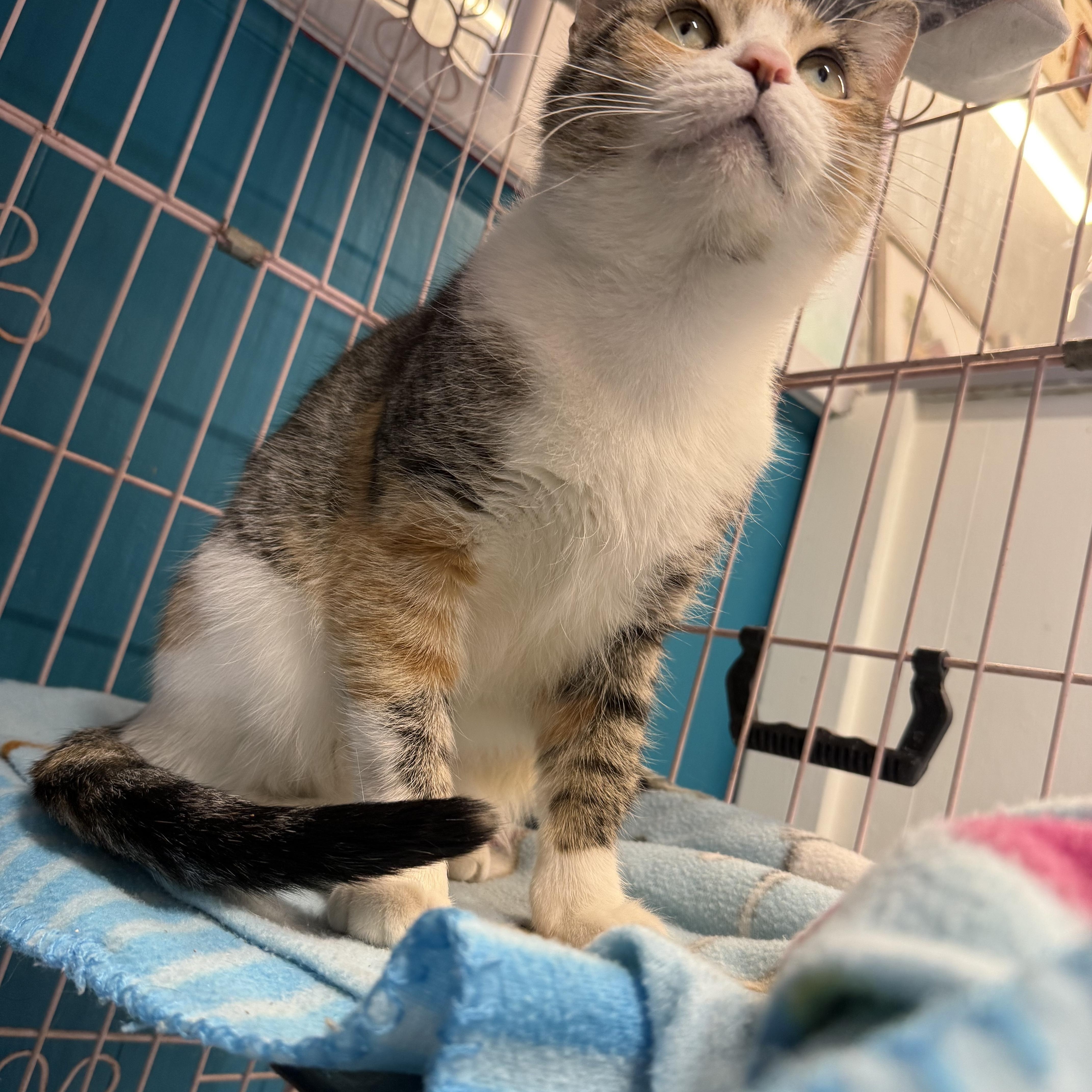 Enlarge Calliope, an adopted Domestic Short Hair in Plano, TX image 1/5