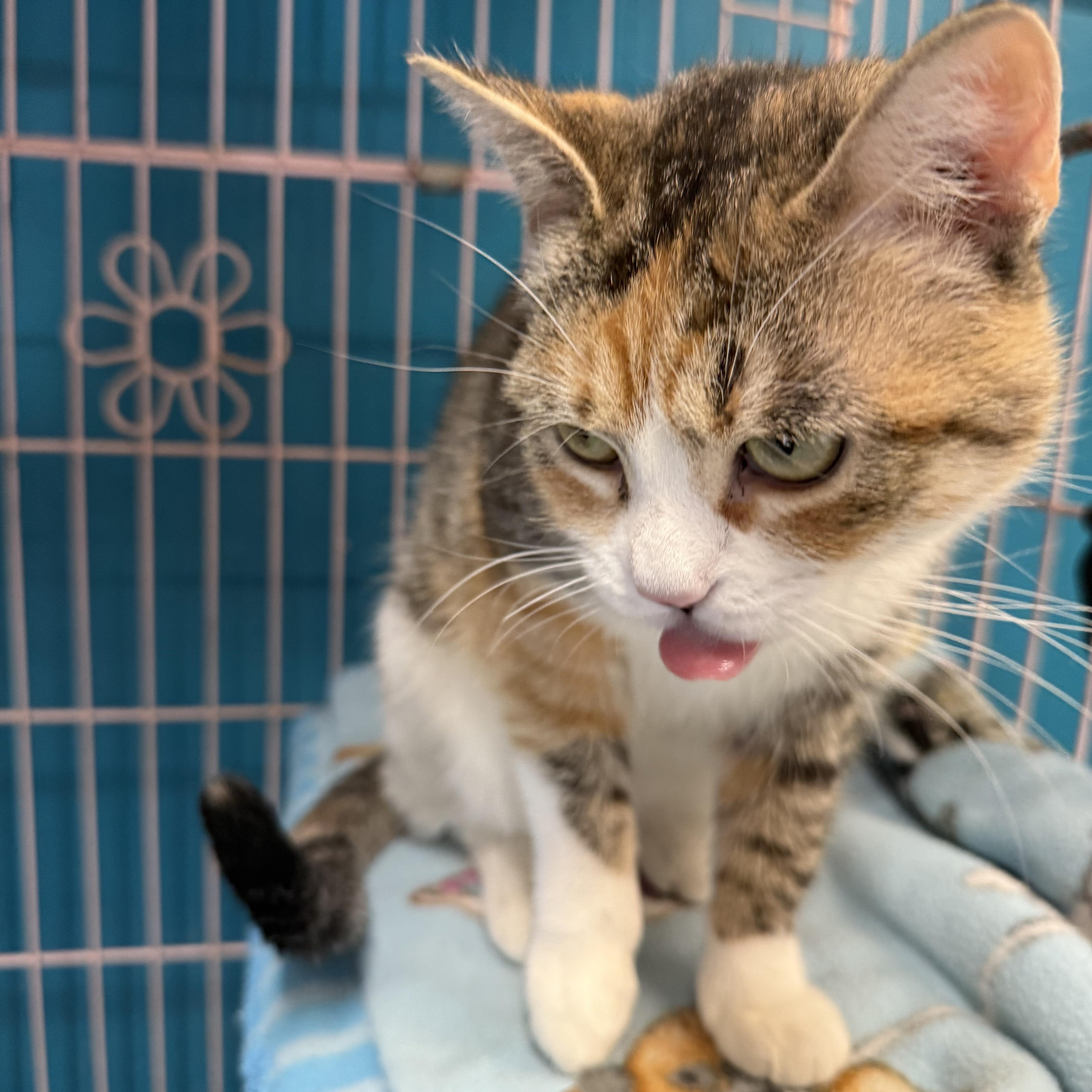 Enlarge Calliope, an adopted Domestic Short Hair in Plano, TX image 5/5