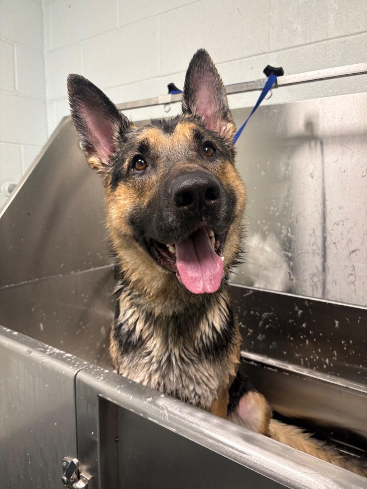 Enlarge MAJOR, an adopted German Shepherd Dog in Roswell, GA image 2/6