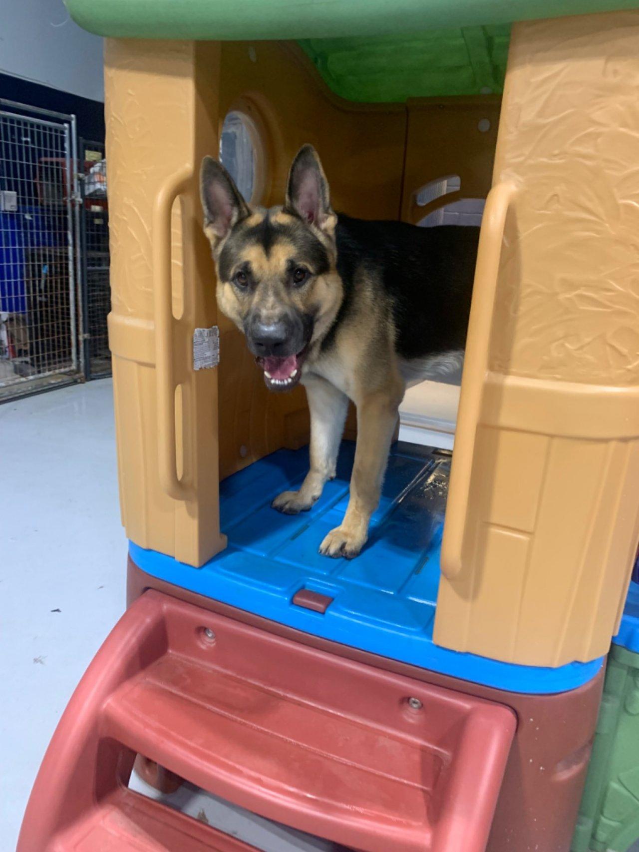 Enlarge MAJOR, an adopted German Shepherd Dog in Roswell, GA image 3/6