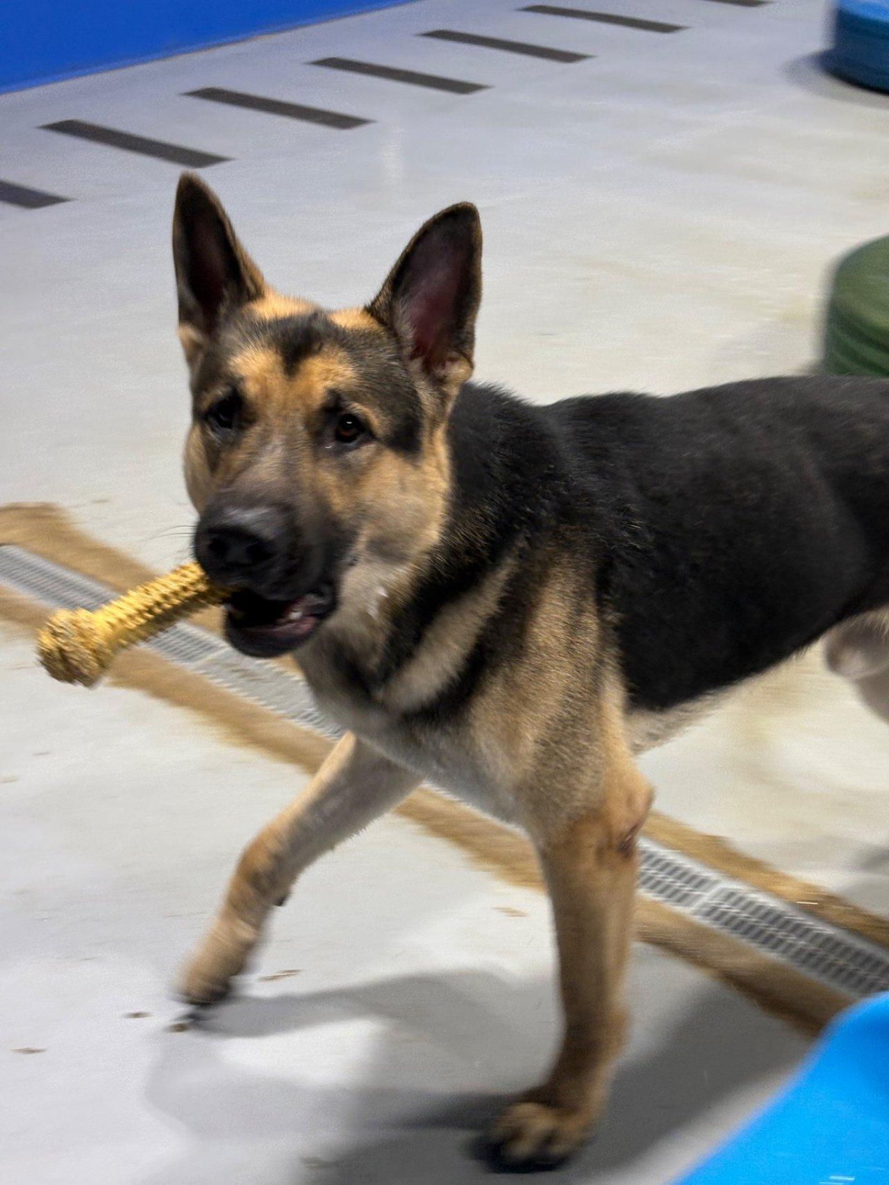 Enlarge MAJOR, an adopted German Shepherd Dog in Roswell, GA image 4/6