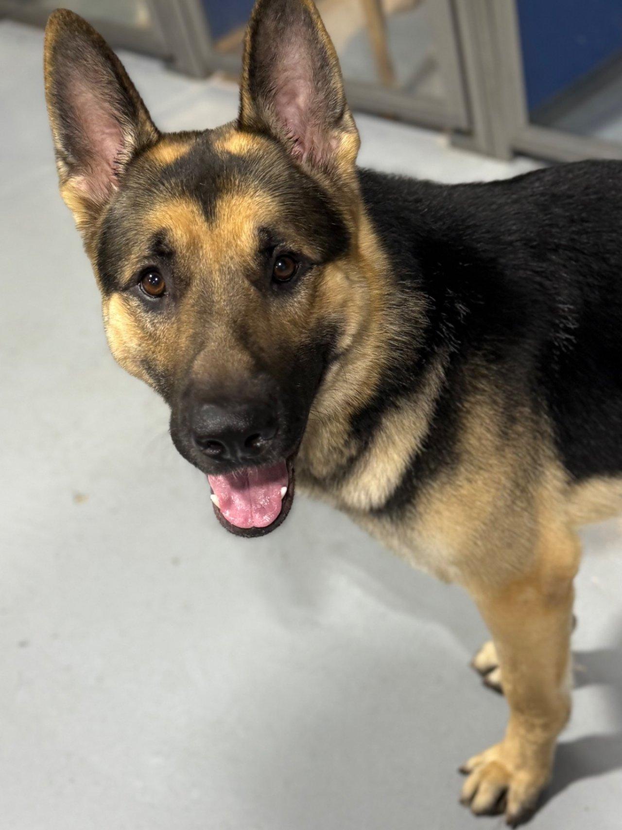 Enlarge MAJOR, an adopted German Shepherd Dog in Roswell, GA image 5/6