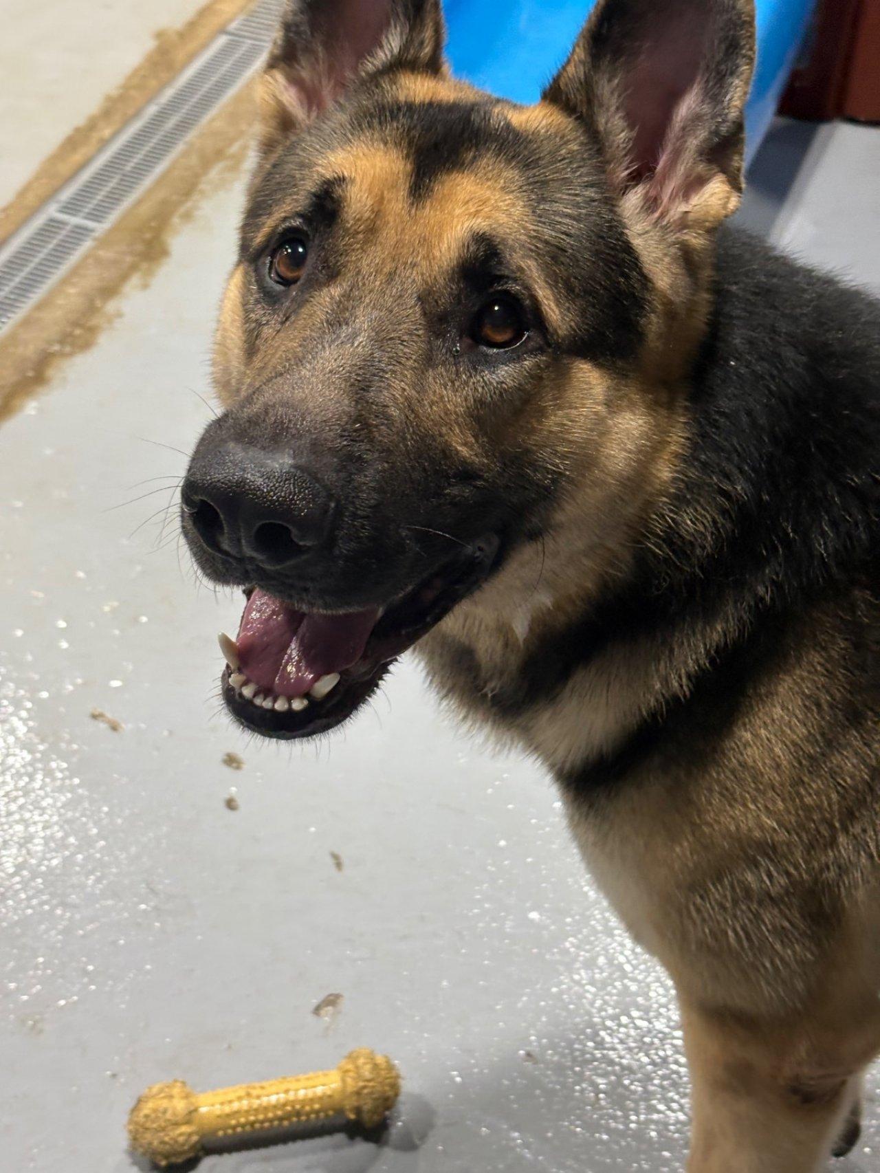 Enlarge MAJOR, an adopted German Shepherd Dog in Roswell, GA image 6/6