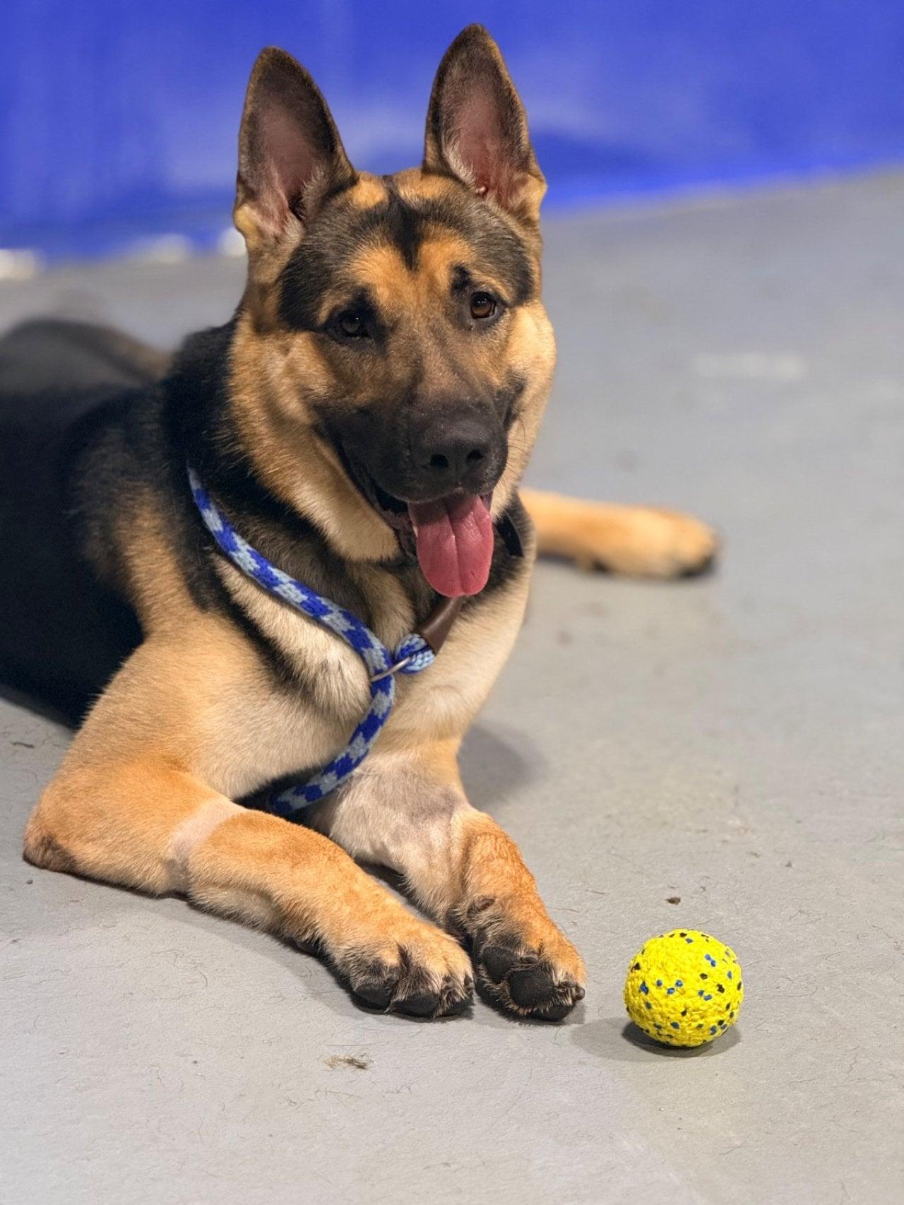 Enlarge MAJOR, an adopted German Shepherd Dog in Roswell, GA image 1/6