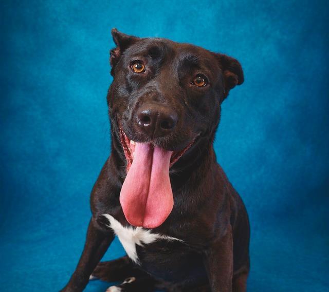 ARCH, Adoptable, Young Female Pit Bull Terrier.