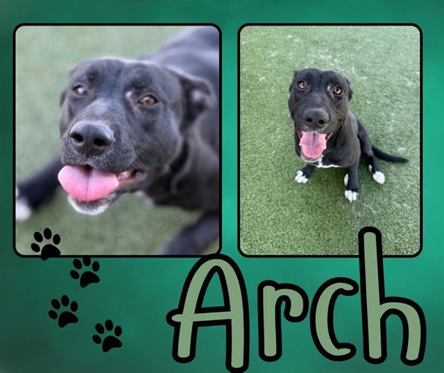 Enlarge ARCH, a Adoptable Pit Bull Terrier in Pearland, TX image 2/2