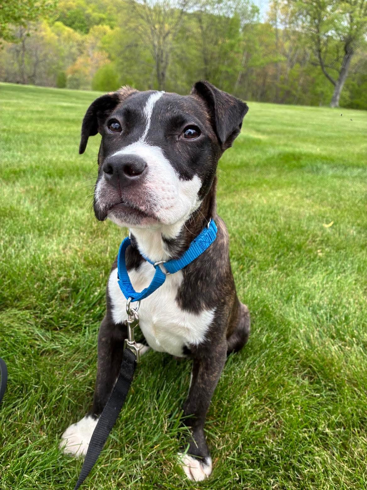 Goose, adopted, Puppy Male Mixed Breed.