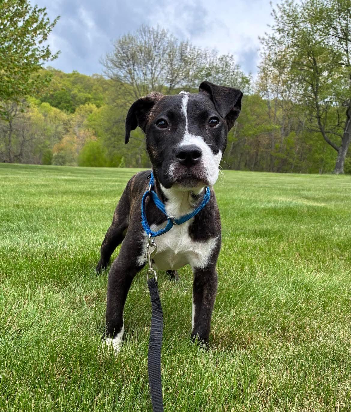 Goose, an adopted Mixed Breed in Highland, NY image 2/3