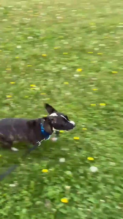 Enlarge Goose, an adopted Mixed Breed in Highland, NY video 3/3