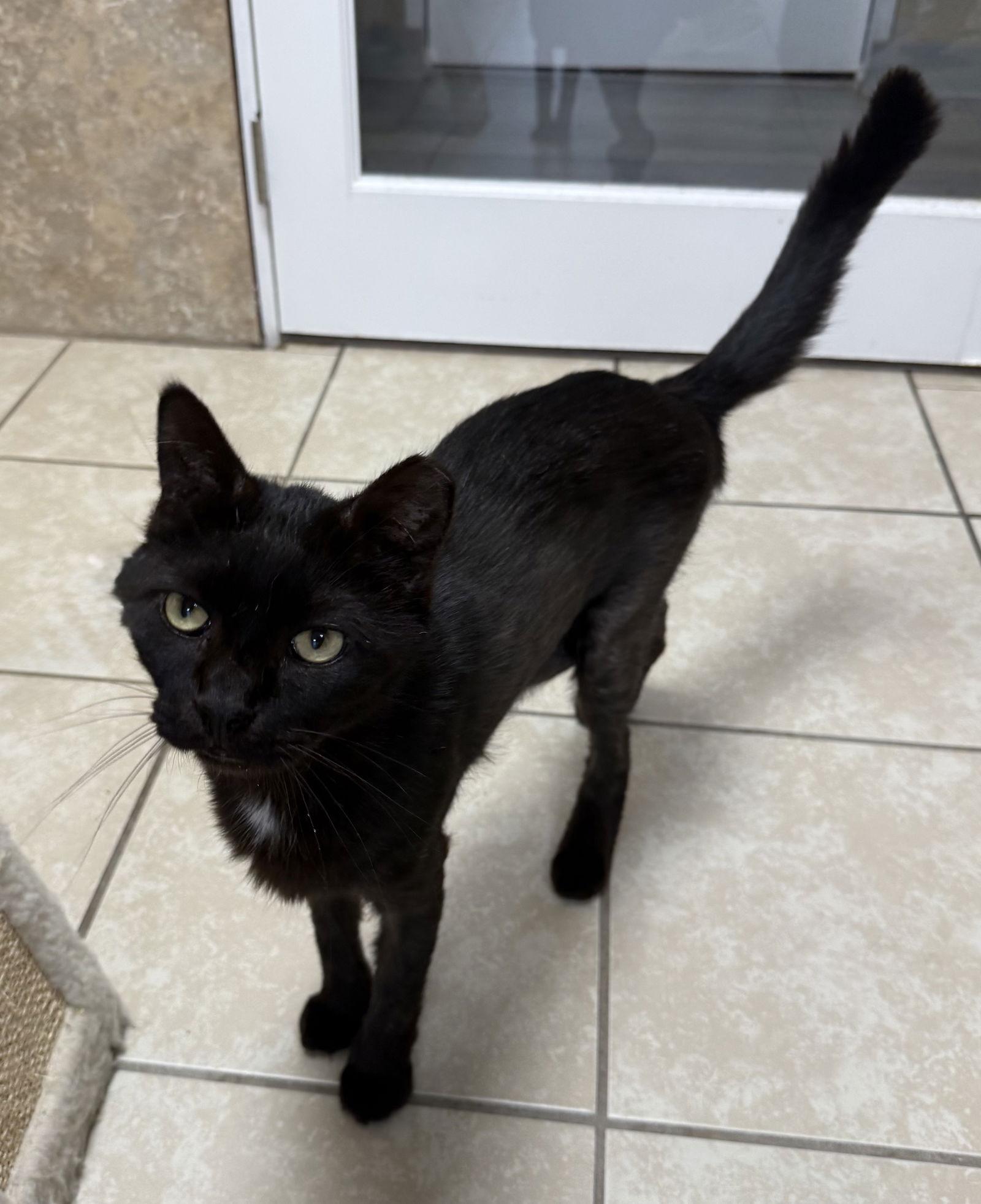 Buddy Yo — thumbnail 2