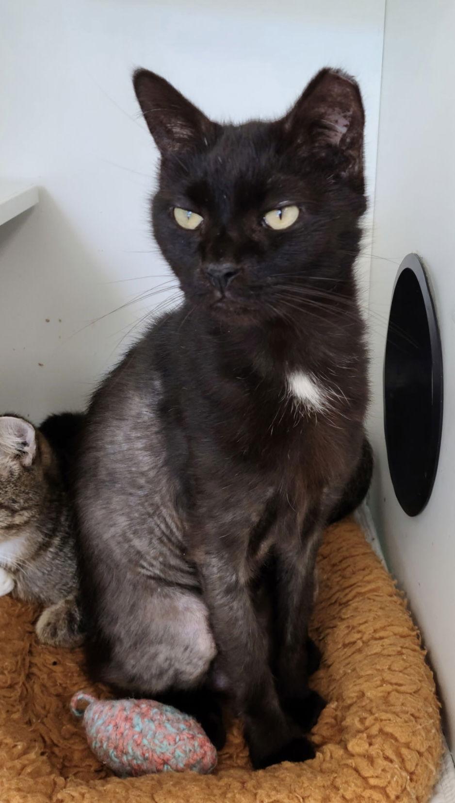 Buddy Yo — thumbnail 3