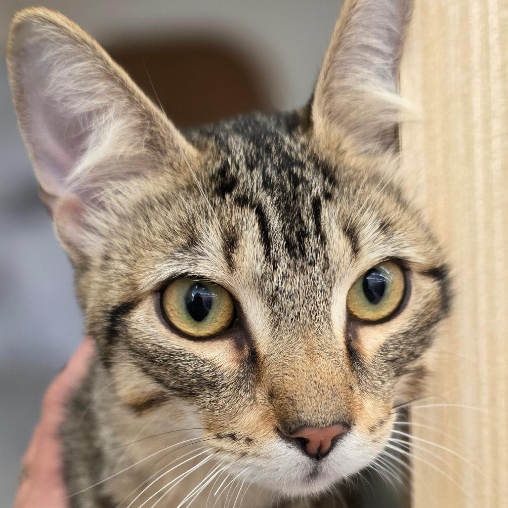 Billy Jo, Adoptable, Young Male Domestic Short Hair.