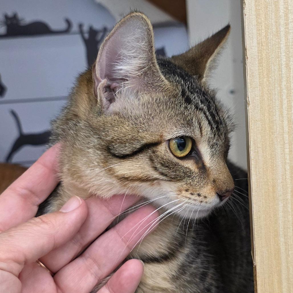 Enlarge Billy Jo, a Adoptable Domestic Short Hair in Tallahassee, FL image 2/2