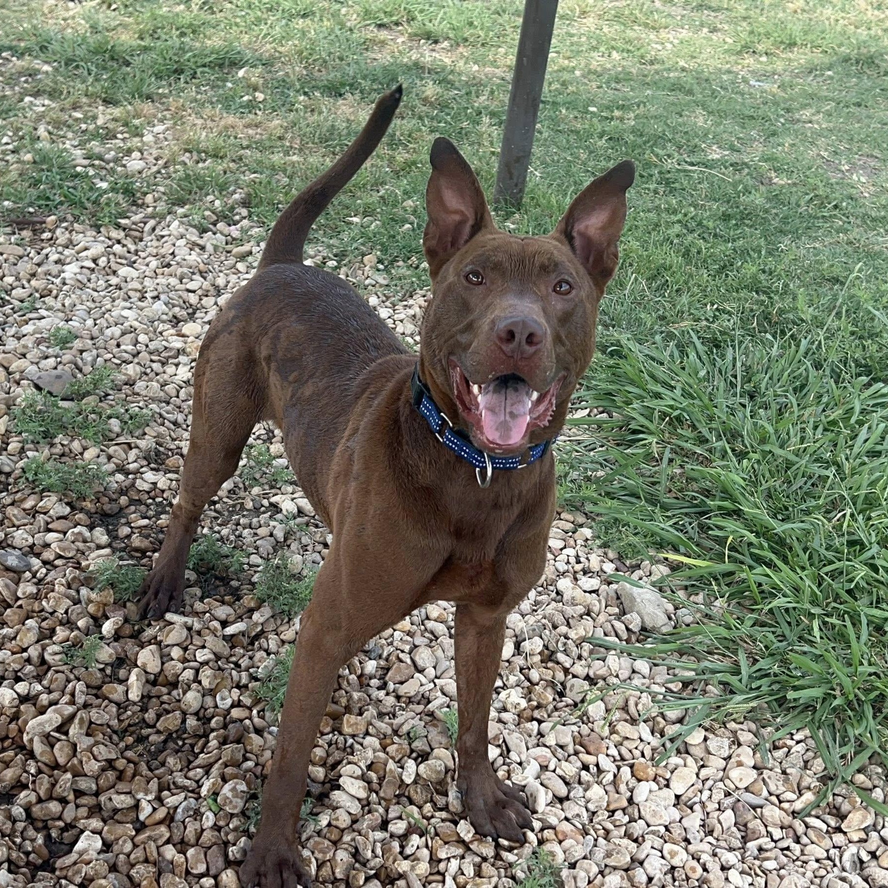 Bernard, Adult Male Mixed Breed