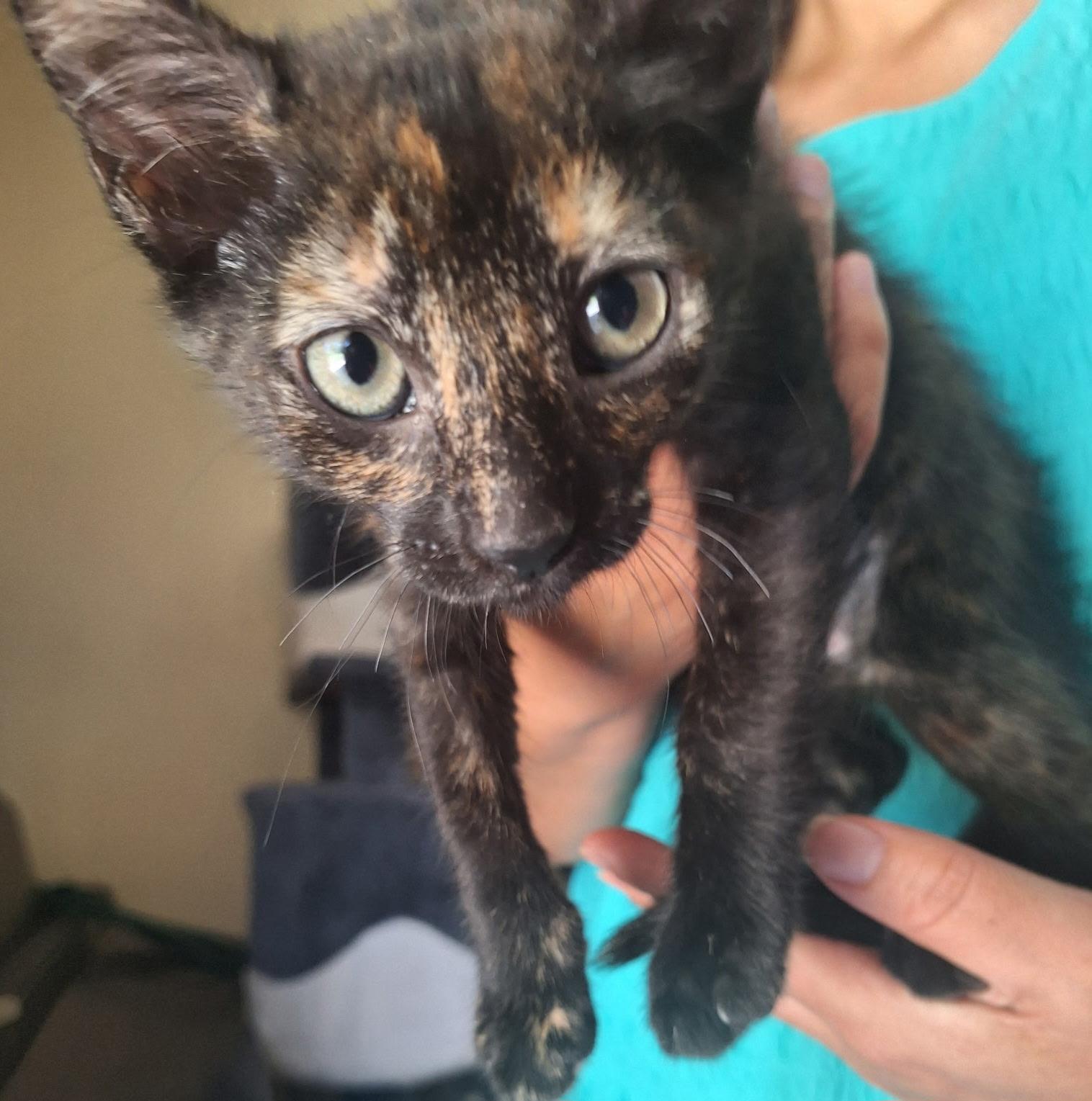 Enlarge Coco, a Adoptable Tortoiseshell in Fresno, CA image 3/4