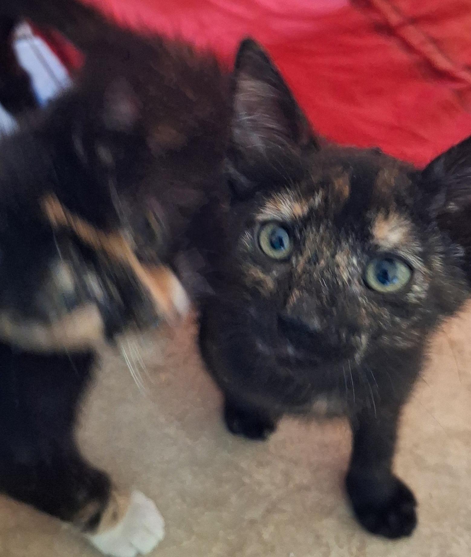 Enlarge Coco, a Adoptable Tortoiseshell in Fresno, CA image 2/4