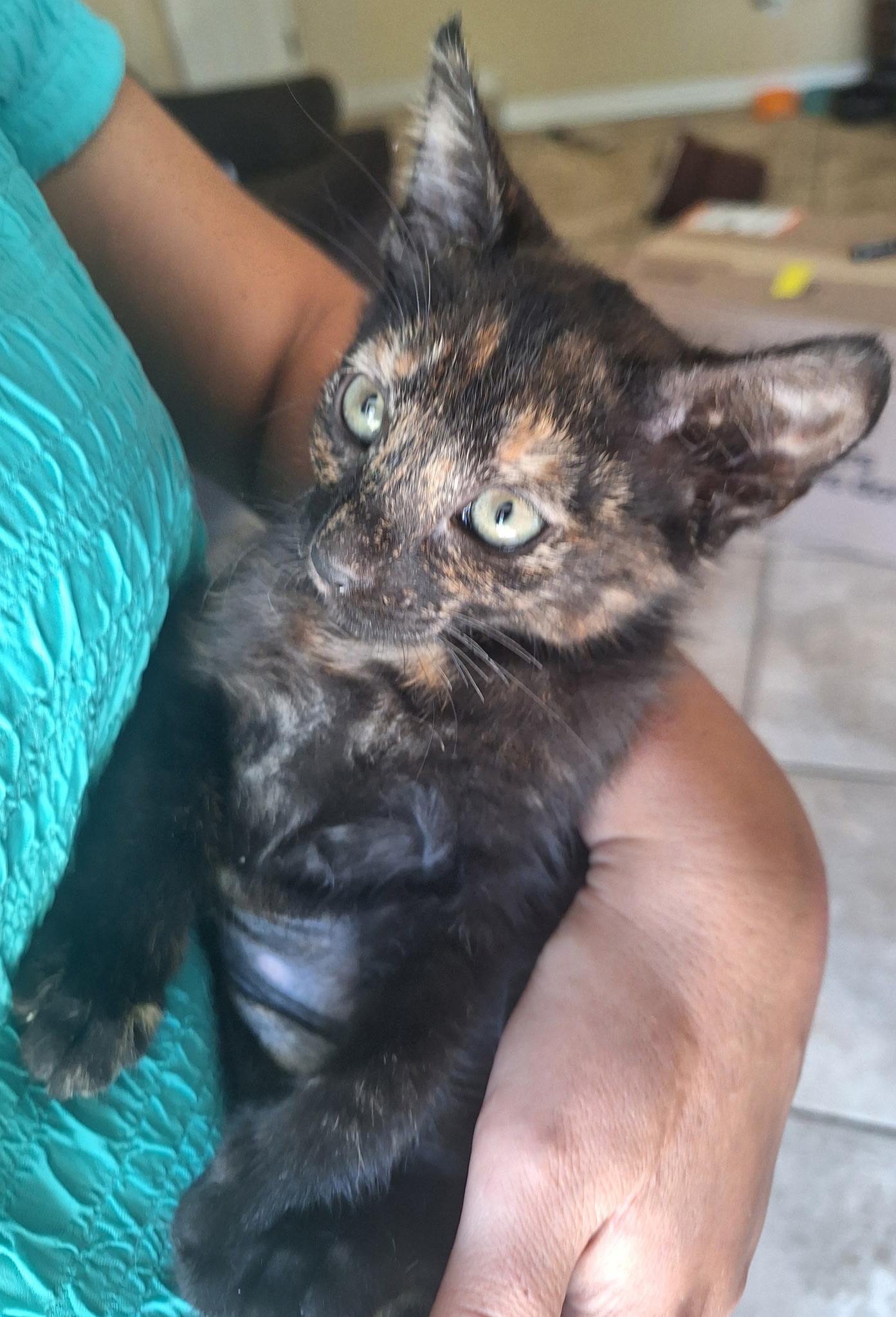 Enlarge Coco, a Adoptable Tortoiseshell in Fresno, CA image 1/4