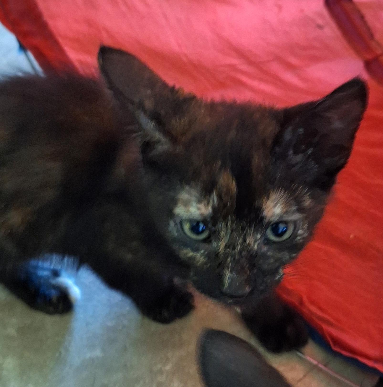 Enlarge Coco, a Adoptable Tortoiseshell in Fresno, CA image 4/4