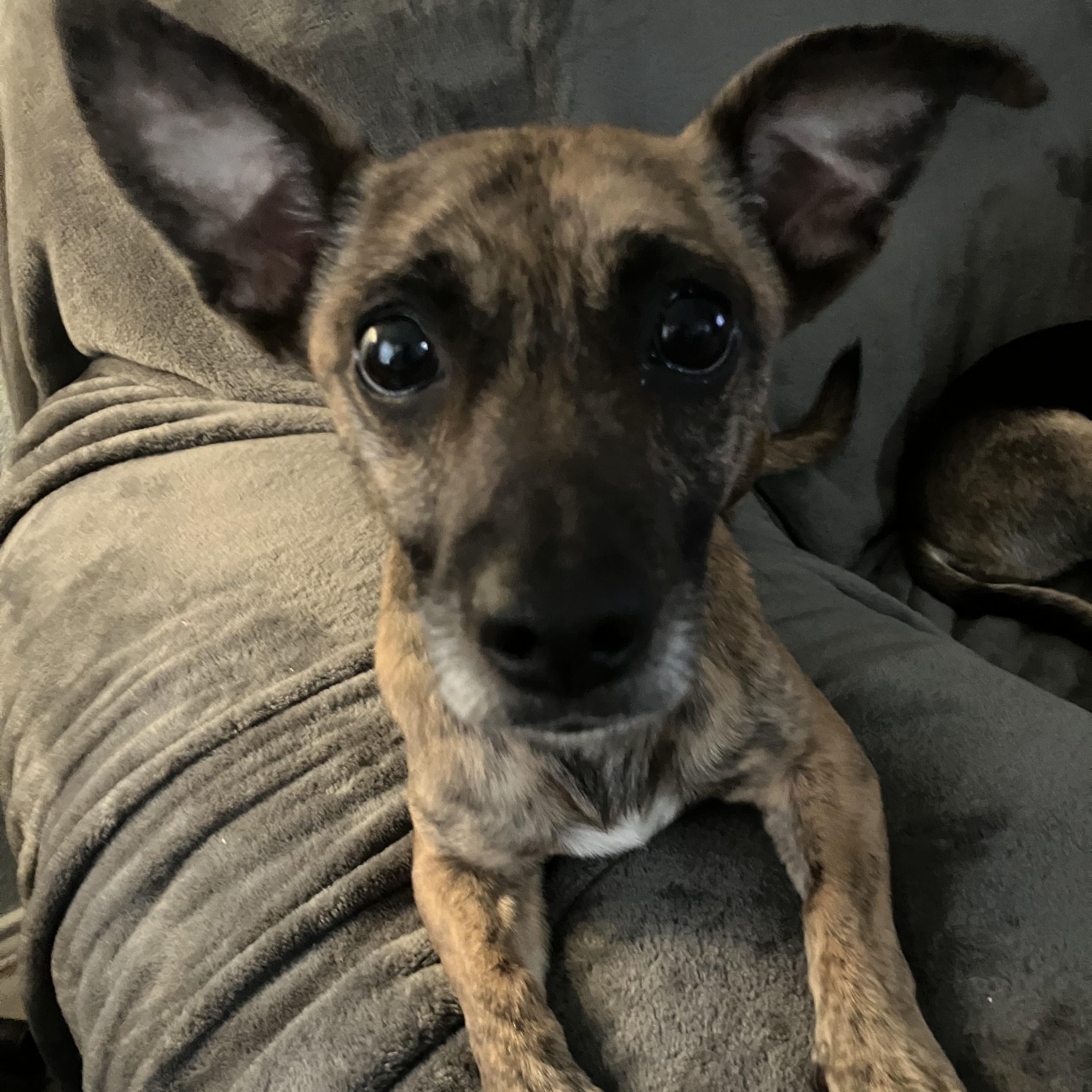 Maggie, Adopted, Adult Female Chihuahua.