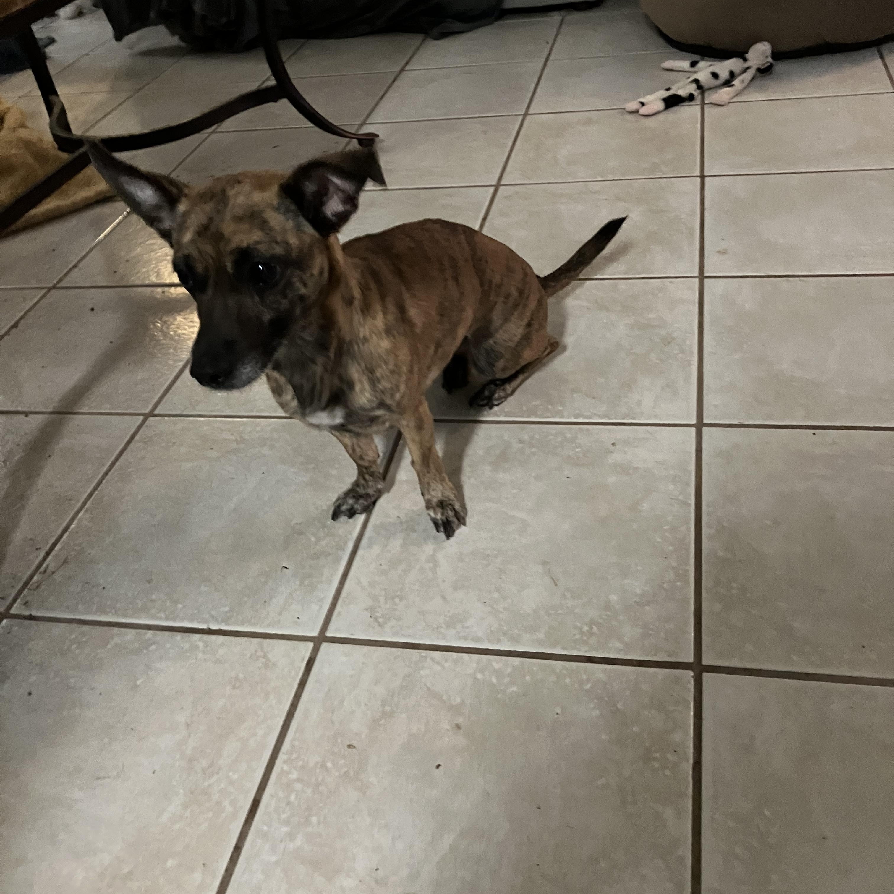 Enlarge Maggie, a Adopted mixed breed in Fort Worth, TX image 3/3